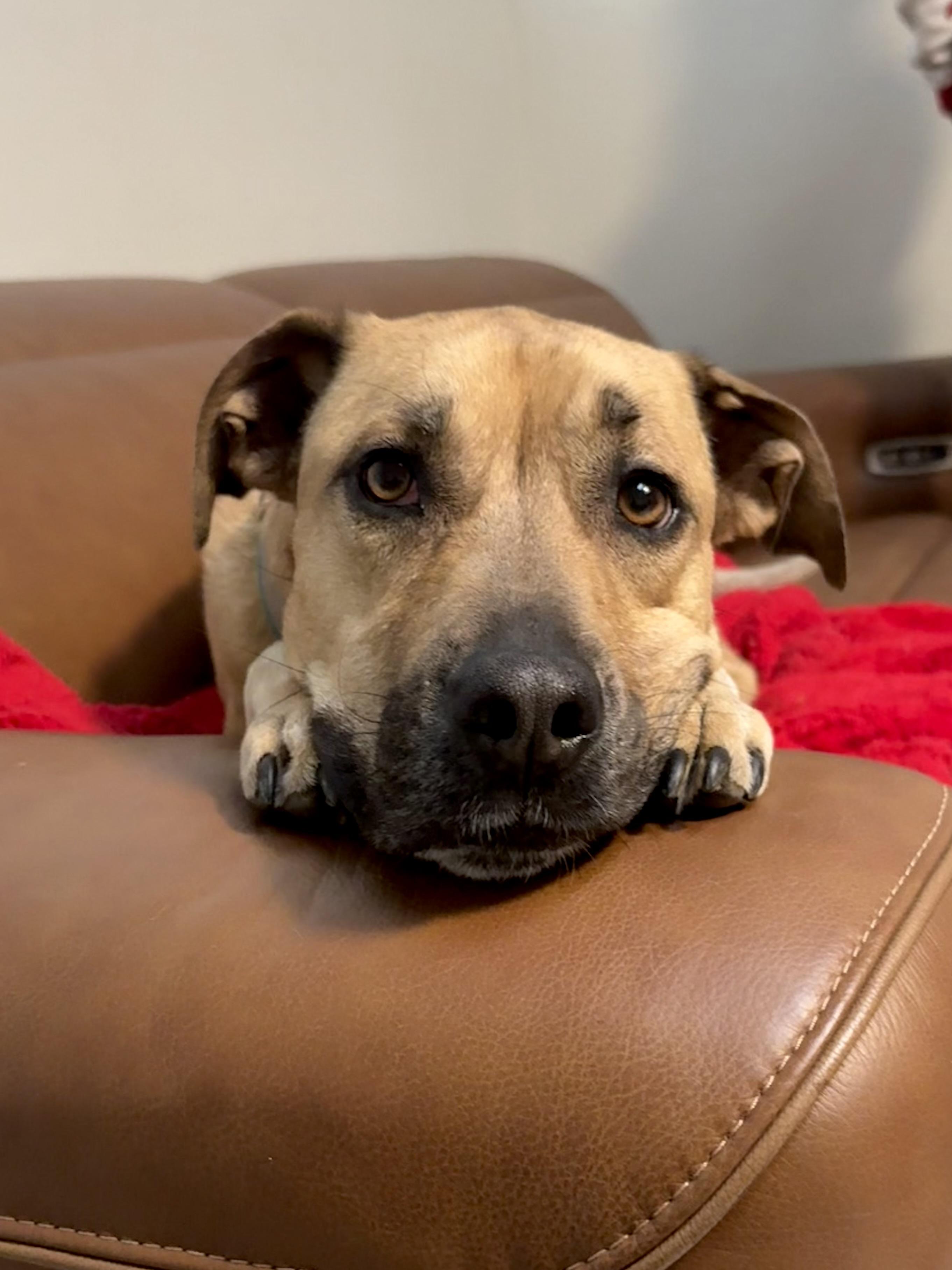 Enlarge Moose , a ADOPTABLE mixed breed in Albuquerque, NM image 1/6