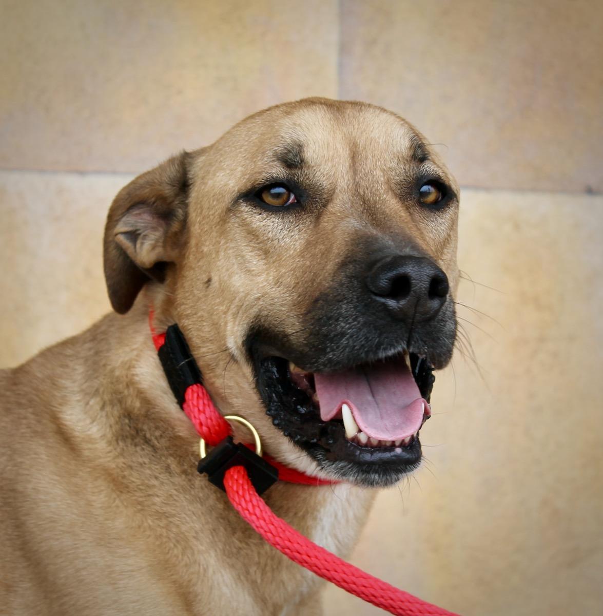 Moose , ADOPTABLE, Adult Male Shepherd.