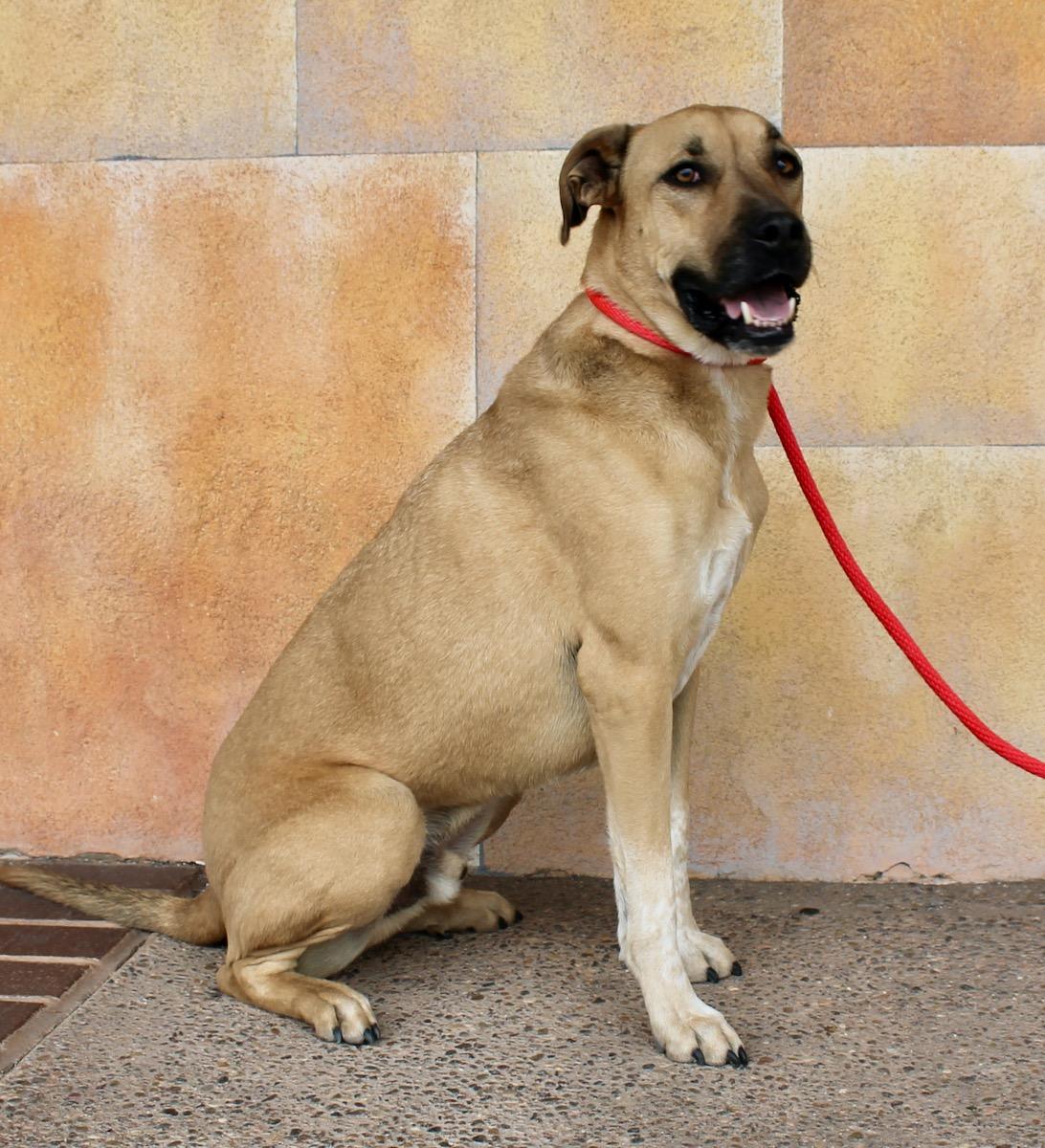 Enlarge Moose , a ADOPTABLE mixed breed in Albuquerque, NM image 5/6