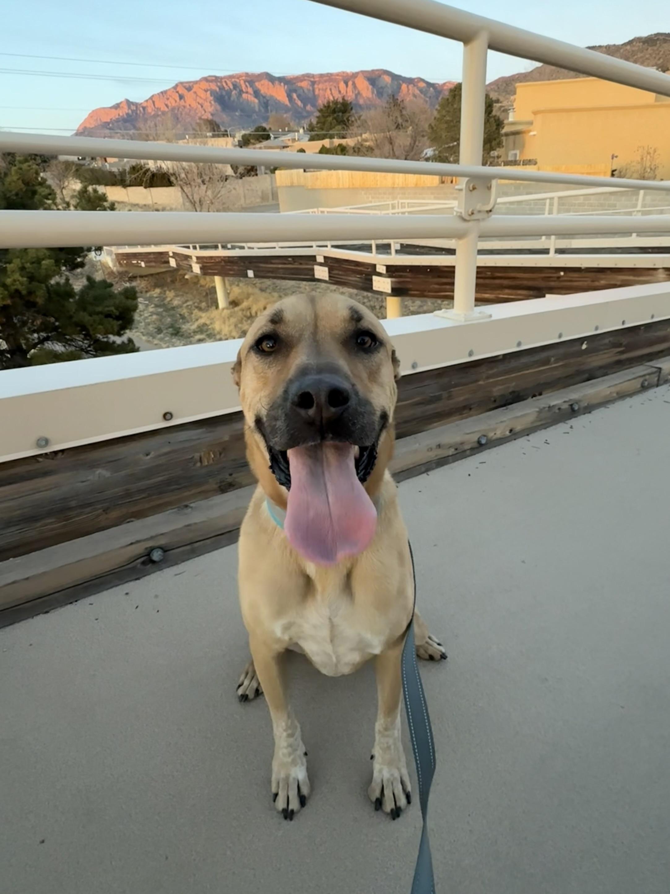 Enlarge Moose , a ADOPTABLE mixed breed in Albuquerque, NM image 3/6