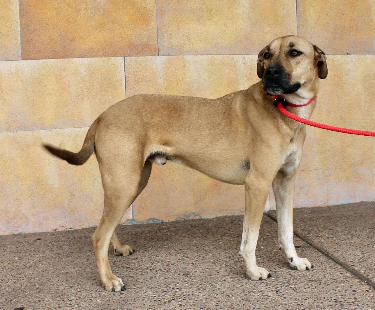 Enlarge Moose , a ADOPTABLE mixed breed in Albuquerque, NM image 4/6