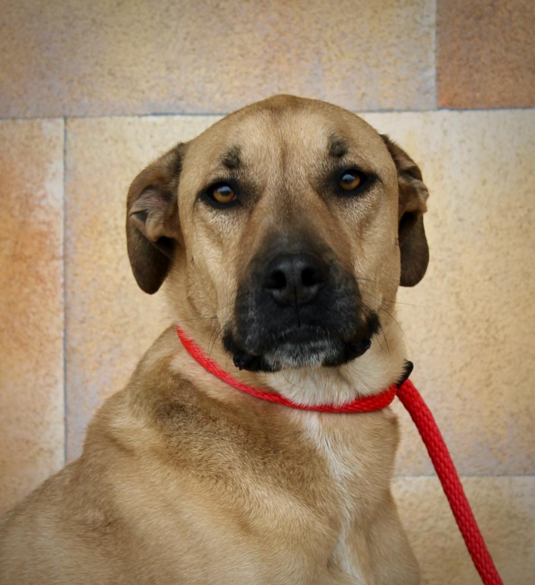 Enlarge Moose , a ADOPTABLE mixed breed in Albuquerque, NM image 6/6