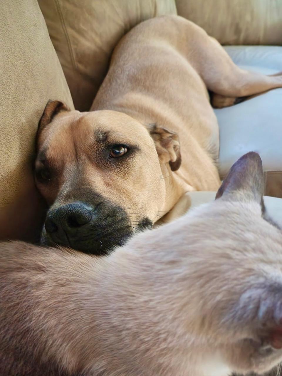 Enlarge Moose , a ADOPTABLE mixed breed in Albuquerque, NM image 2/2