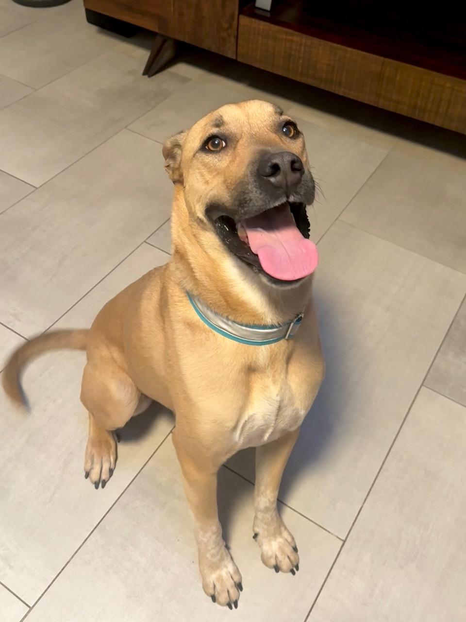 Moose , ADOPTABLE, Adult Male Shepherd.