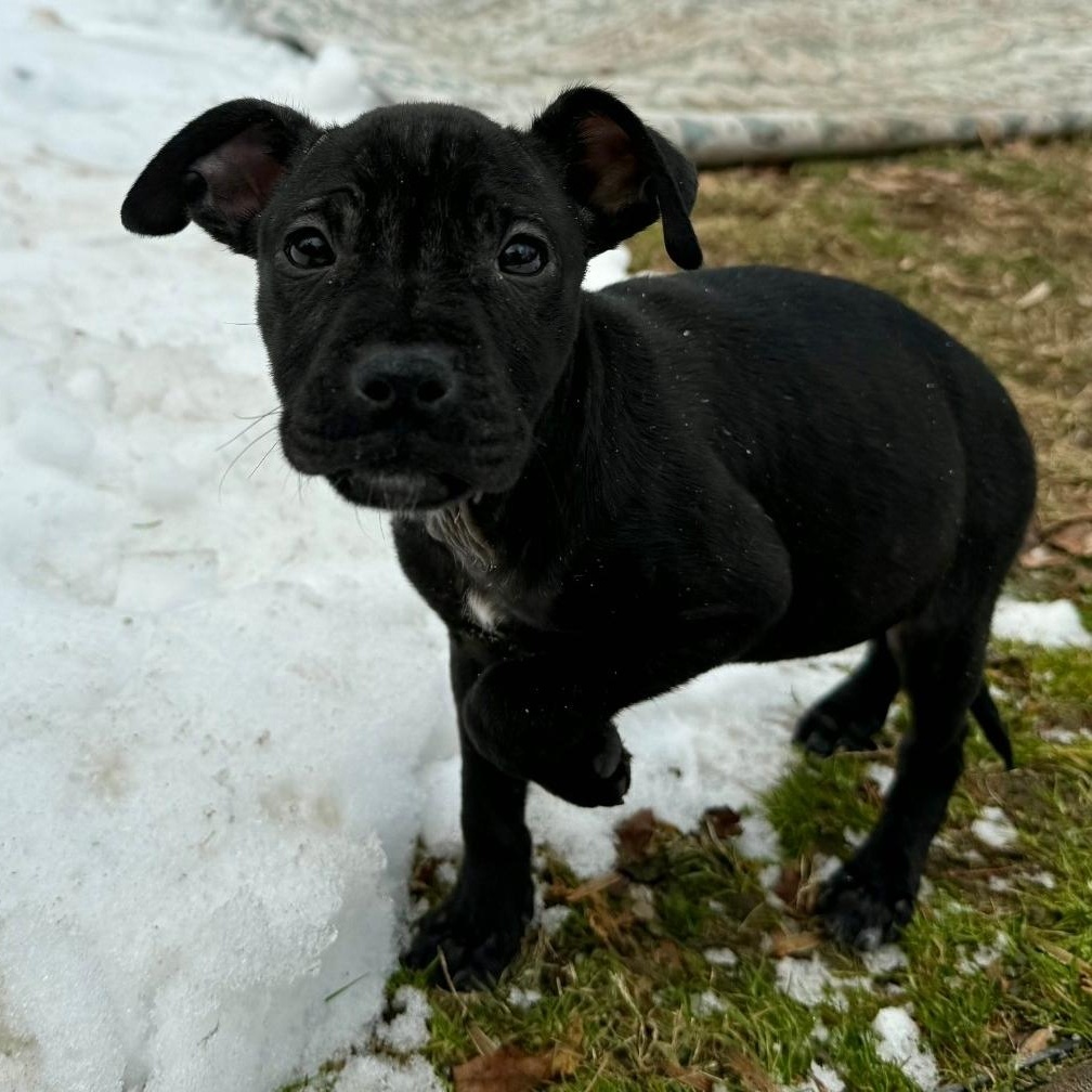 Puma, Adoptable, Puppy Female American Staffordshire Terrier & Pit Bull Terrier.
