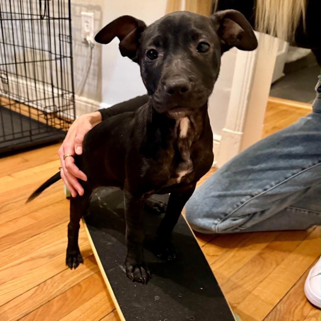 Enlarge Puma, a Adoptable mixed breed in Colonial Heights, VA image 3/5