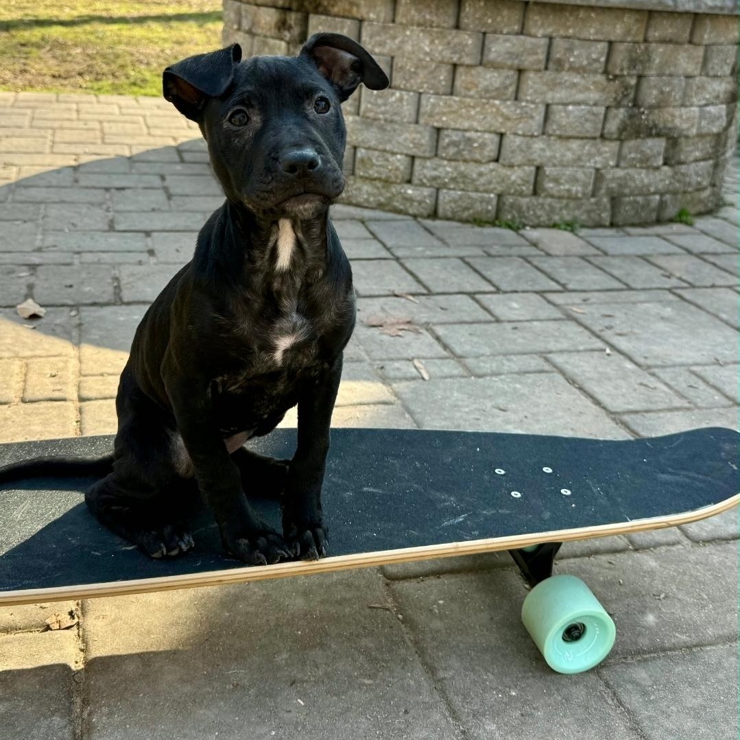 Puma — thumbnail 4