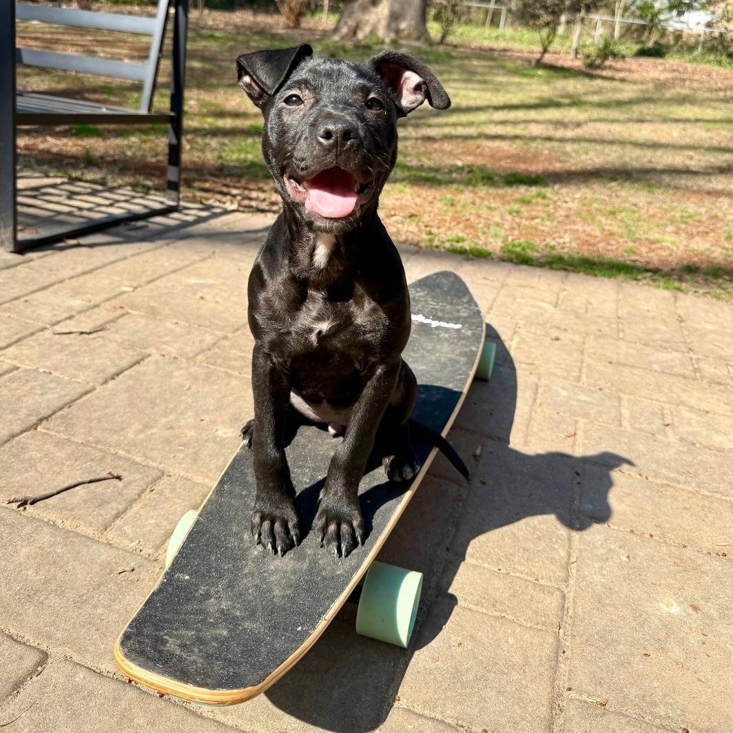 Enlarge Puma, a Adoptable mixed breed in Colonial Heights, VA image 1/5