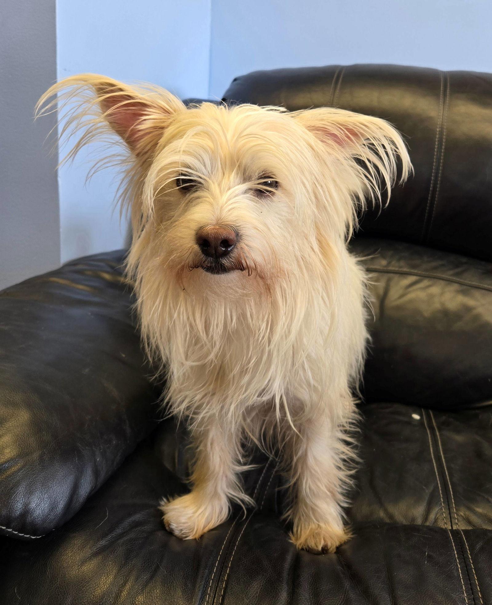 Jolly, a Adoptable Silky Terrier in Cliffwood, NJ image 2/3