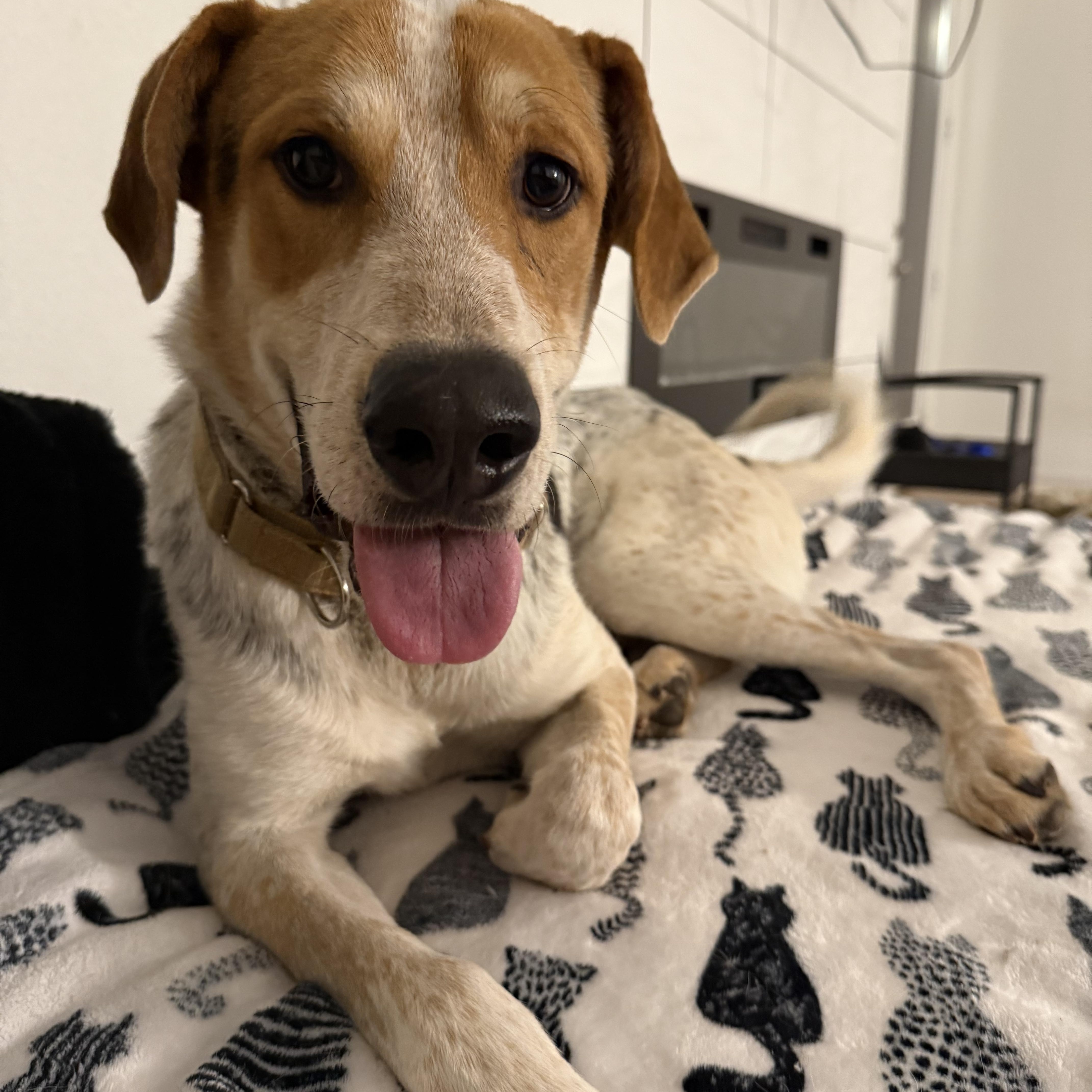 Enlarge Charlie, a Adoptable mixed breed in Dallas, TX image 2/4