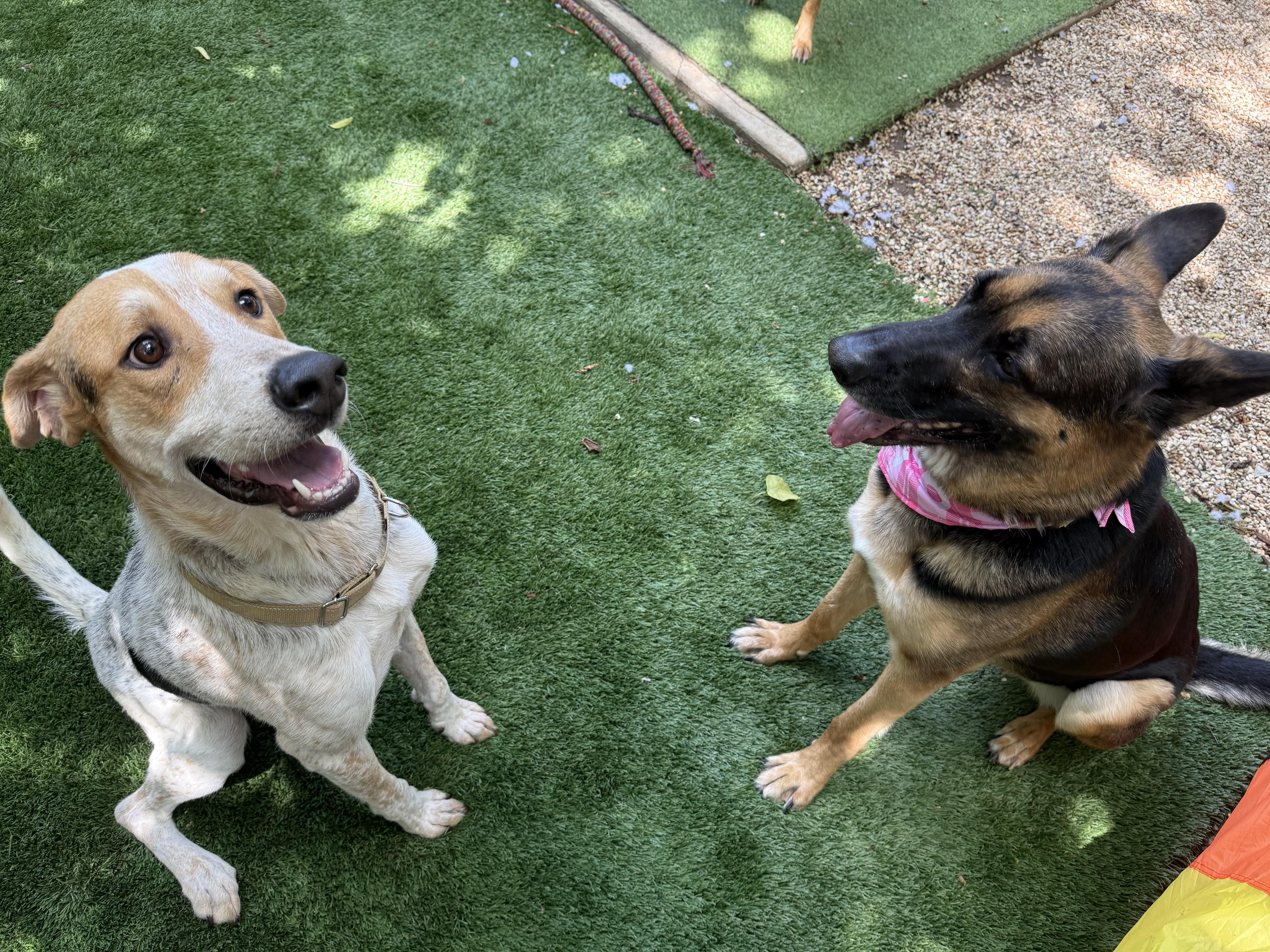 Enlarge Charlie, a Adoptable mixed breed in Dallas, TX image 4/4