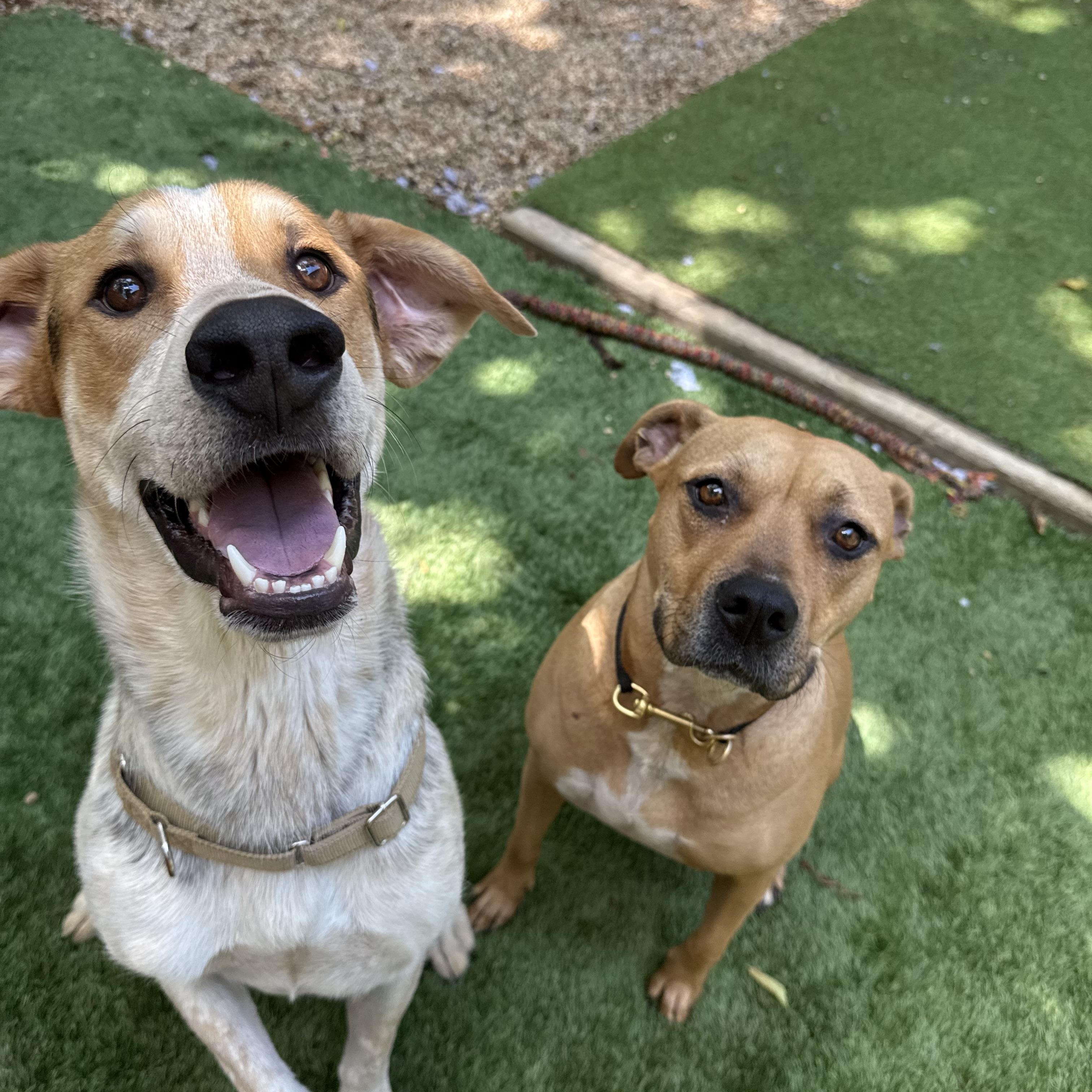 Enlarge Charlie, a Adoptable mixed breed in Dallas, TX image 3/4