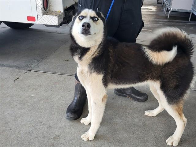 Enlarge GABRIEL, a Adoptable mixed breed in Oroville, CA image 1/1