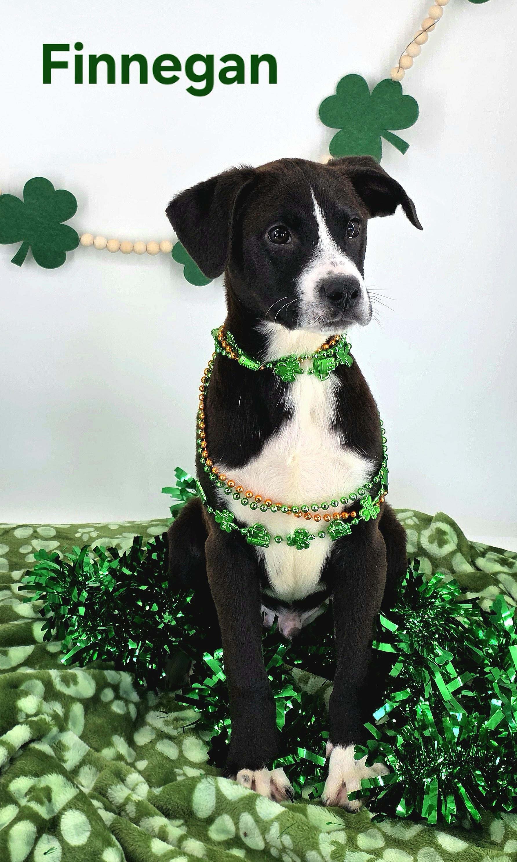 Finnegan , adopted, Puppy Male Great Dane.