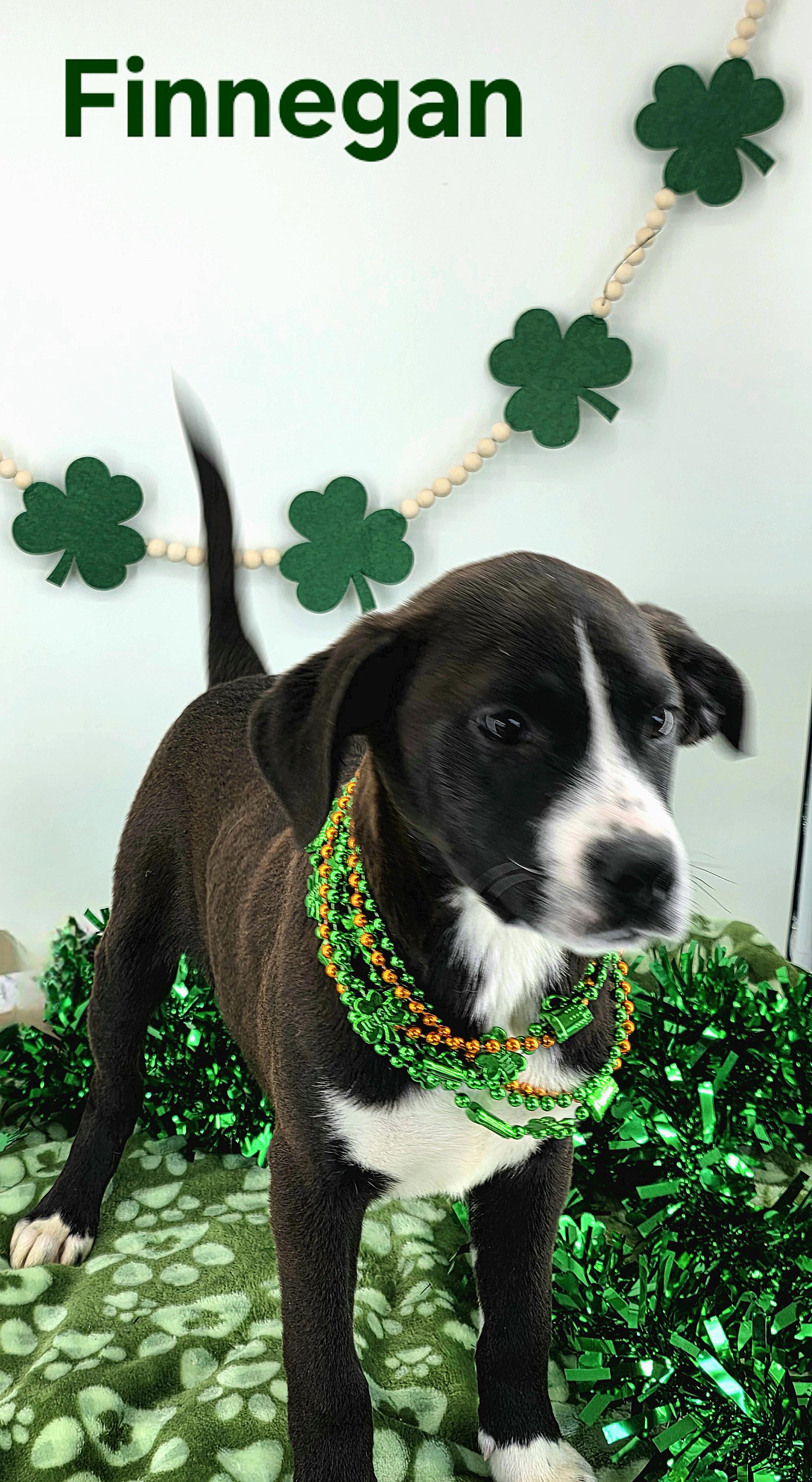 Enlarge Finnegan , an adopted mixed breed in Knoxville, TN image 2/2