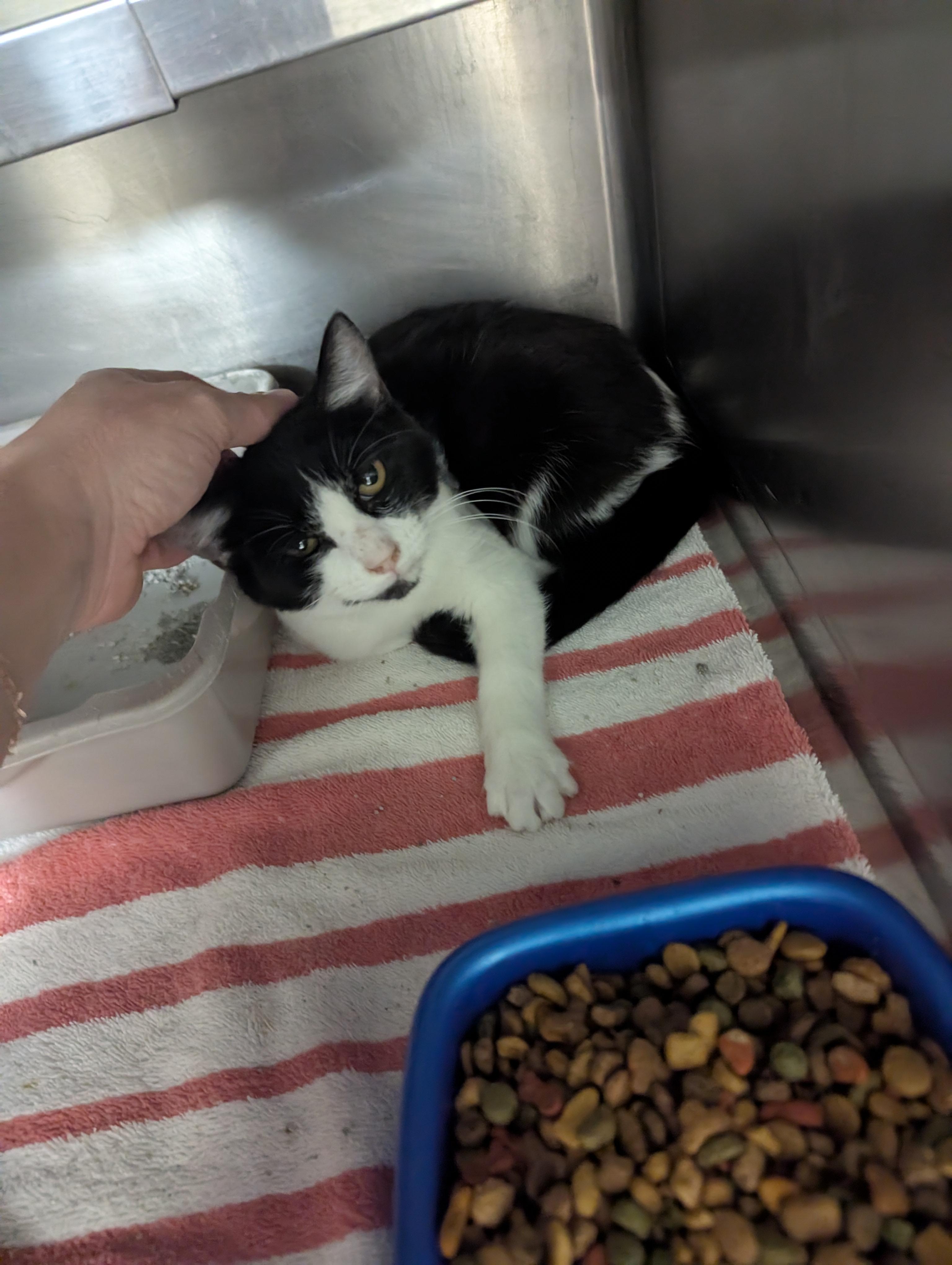 3 Amigos 113698A, B, C, a ADOPTABLE Domestic Short Hair in Rocky Mount, NC image 1/6