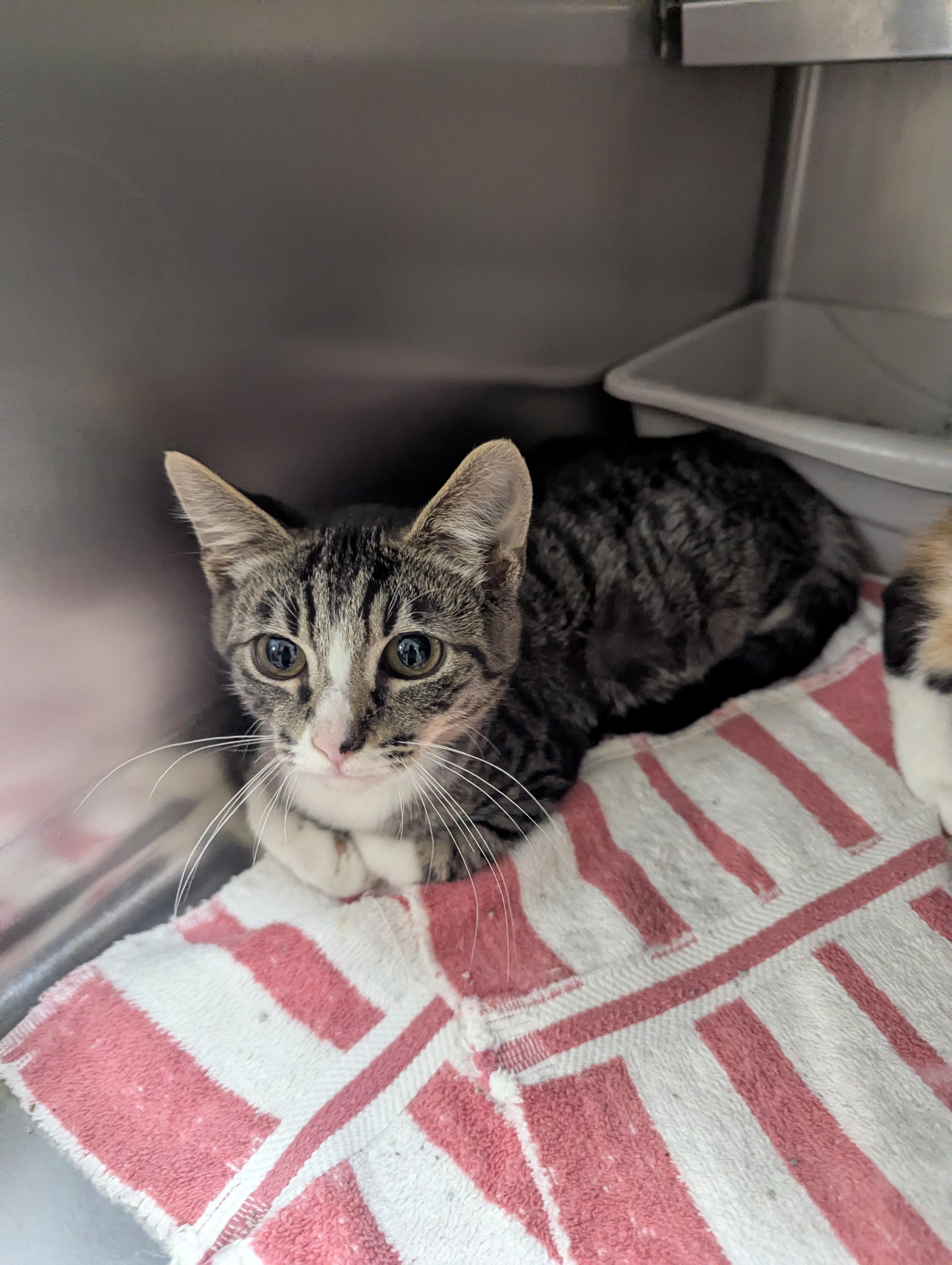 3 Amigos 113698A, B, C, a ADOPTABLE Domestic Short Hair in Rocky Mount, NC image 2/6