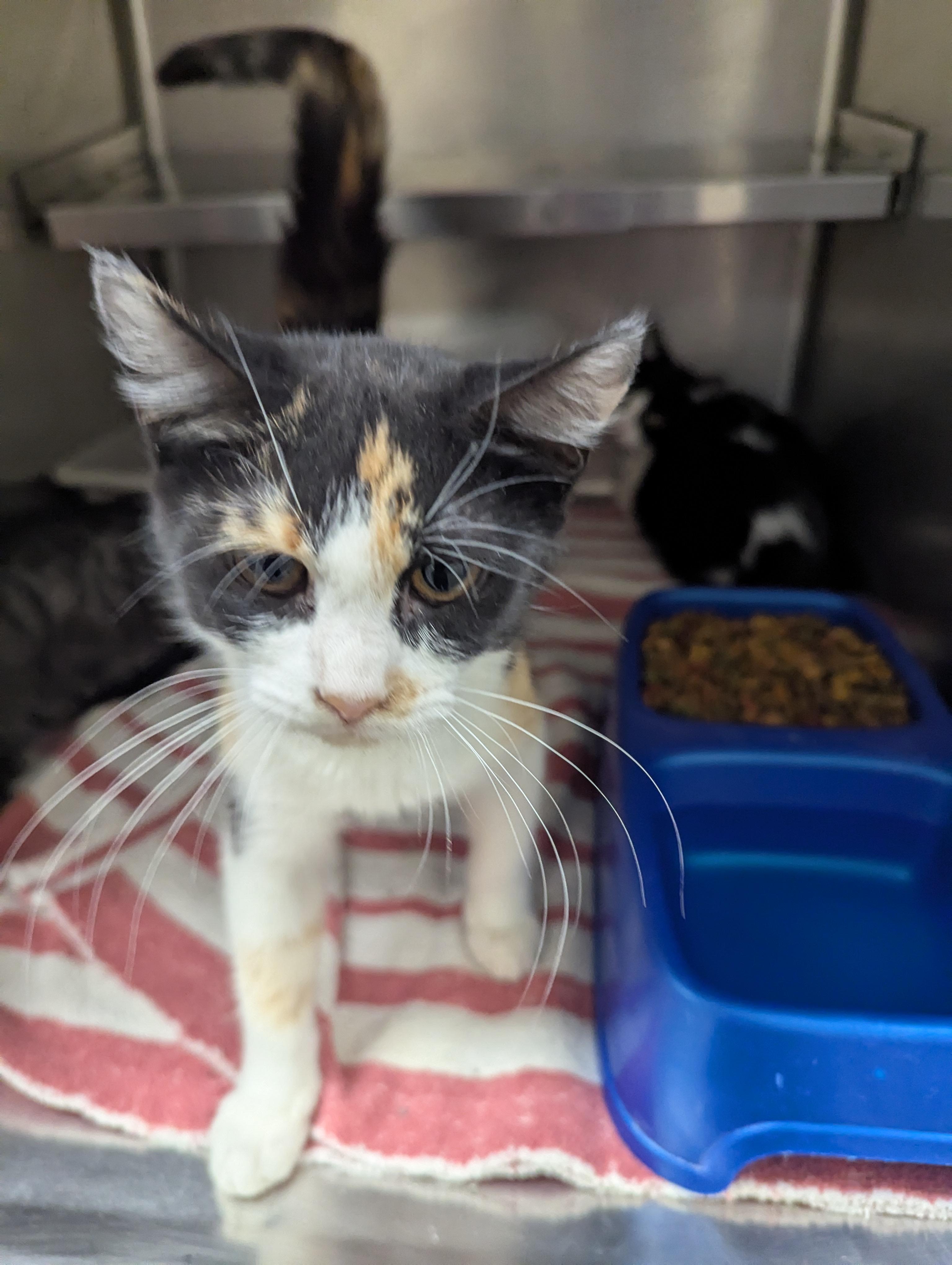 3 Amigos 113698A, B, C, a ADOPTABLE Domestic Short Hair in Rocky Mount, NC image 3/6