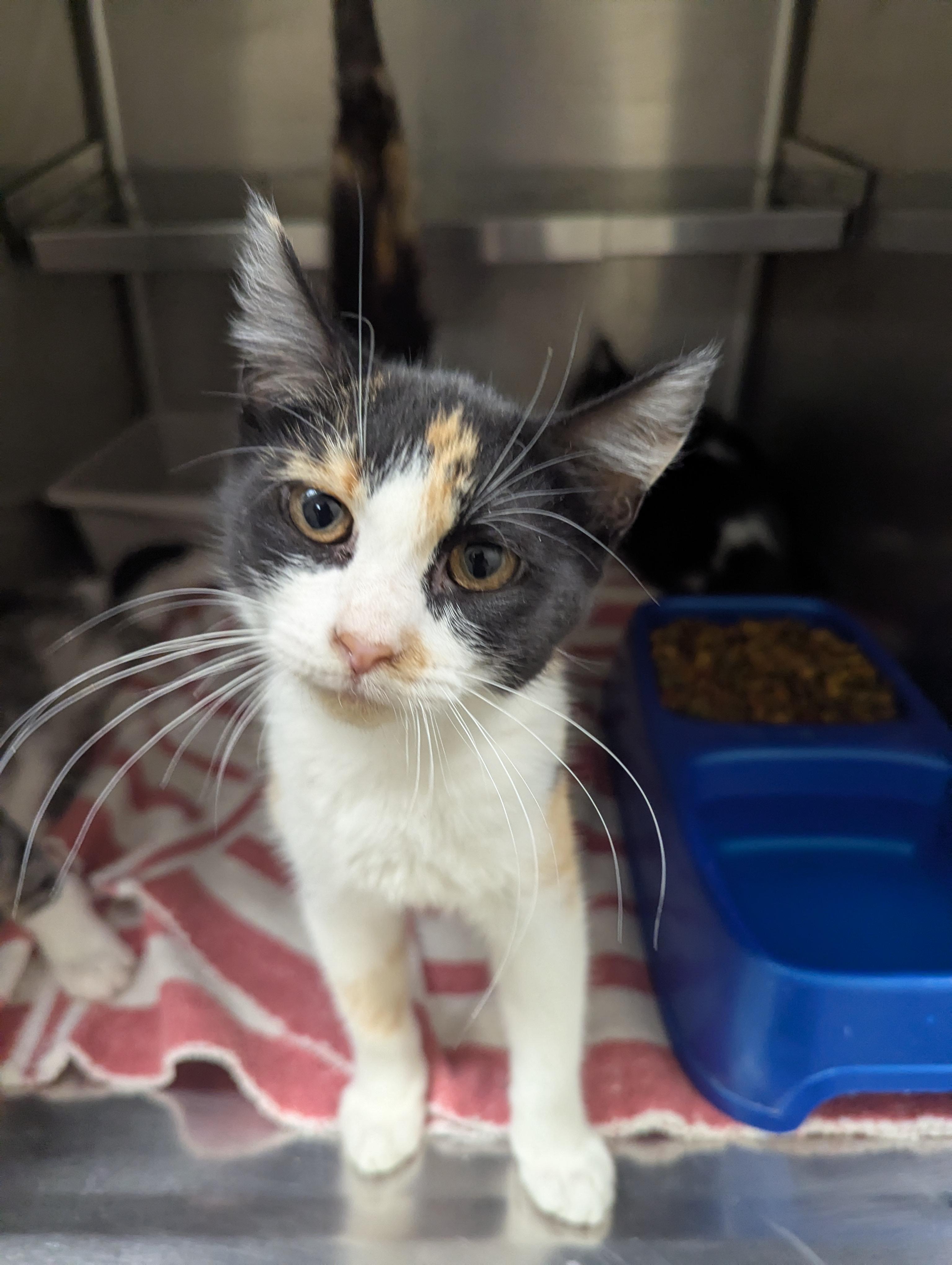 3 Amigos 113698A, B, C, a ADOPTABLE Domestic Short Hair in Rocky Mount, NC image 4/6