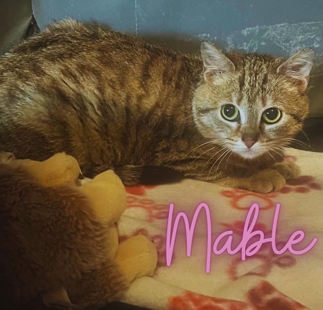 Mable, Adoptable, Young Female Domestic Short Hair.