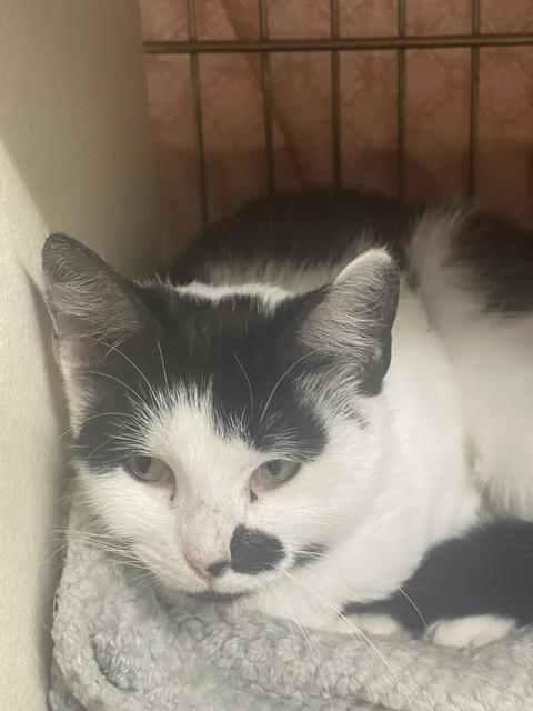 Enlarge BELLATRIX, a Adoptable Domestic Short Hair in Easton, MD image 1/1