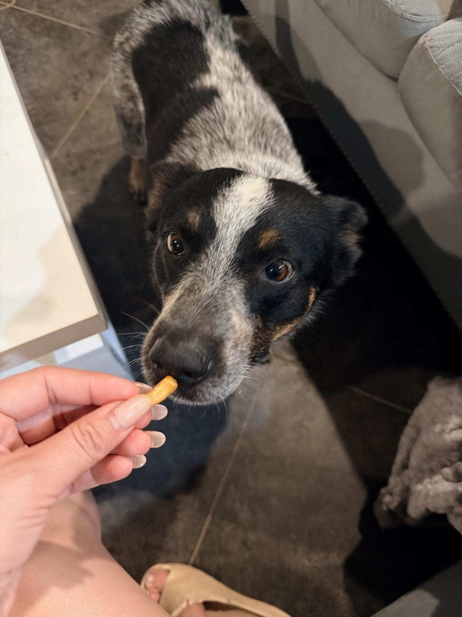 Lucy, an adopted Australian Cattle Dog / Blue Heeler in Oklahoma City, OK image 2/6