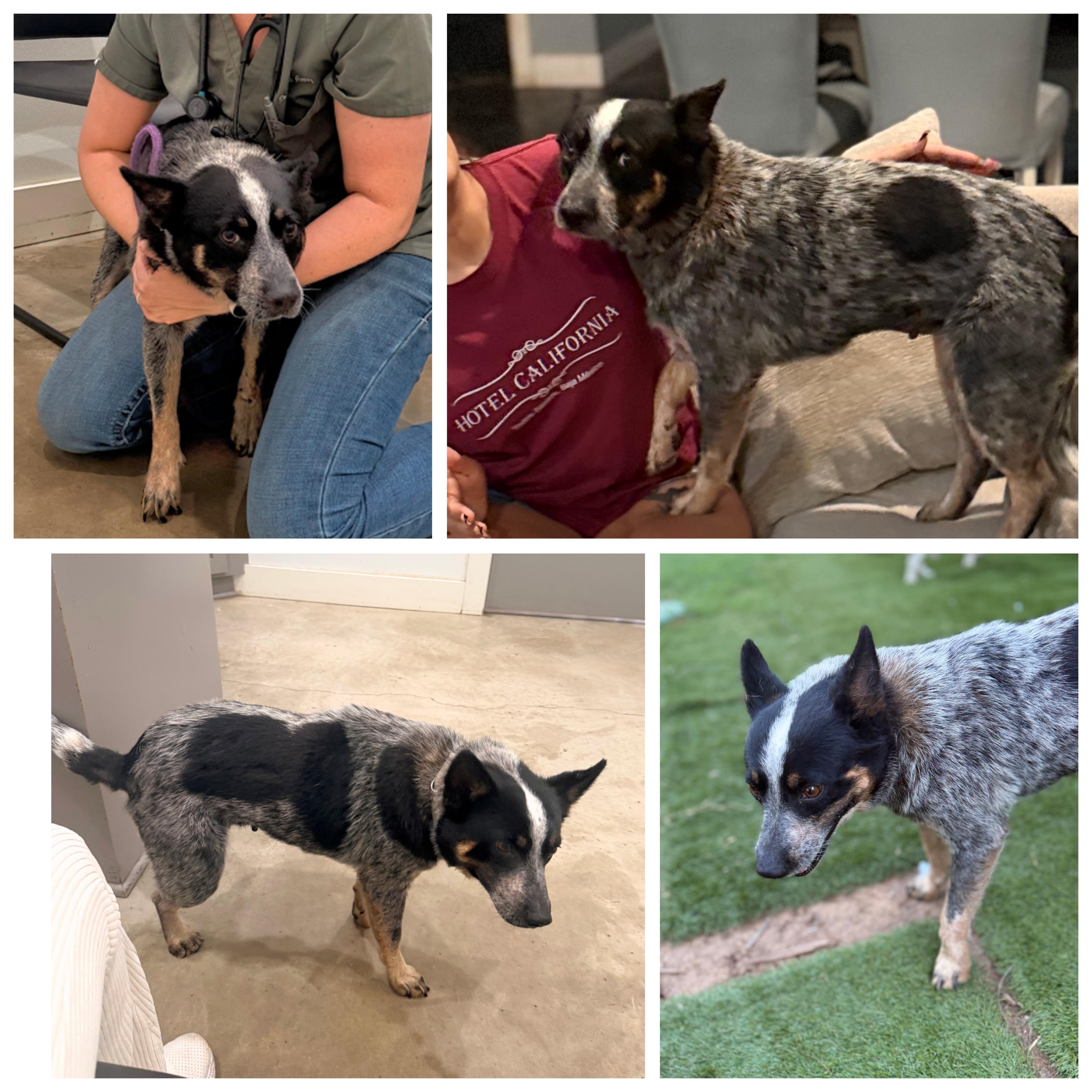 Lucy, an adopted Australian Cattle Dog / Blue Heeler in Oklahoma City, OK image 5/6