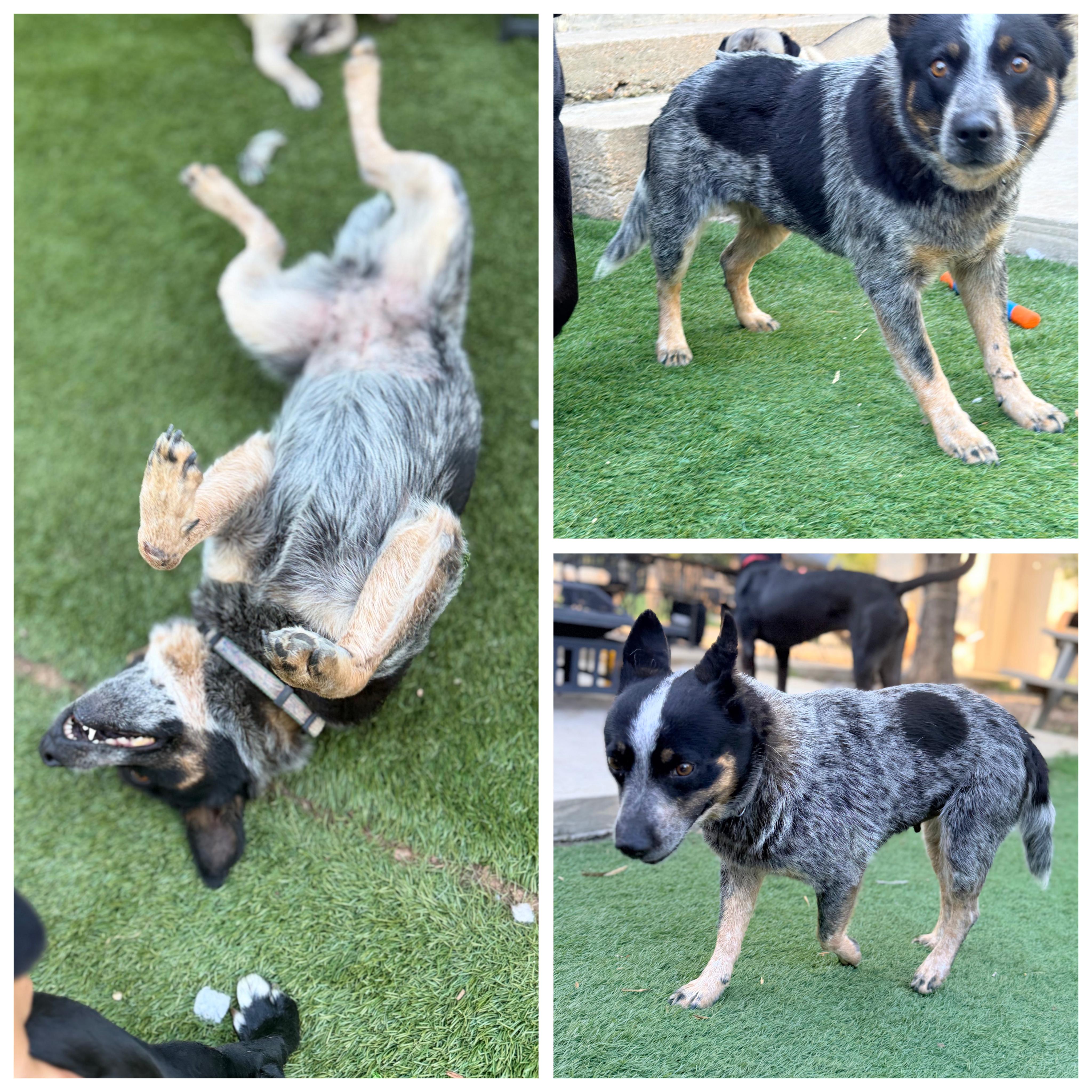 Lucy, an adopted Australian Cattle Dog / Blue Heeler in Oklahoma City, OK image 3/6