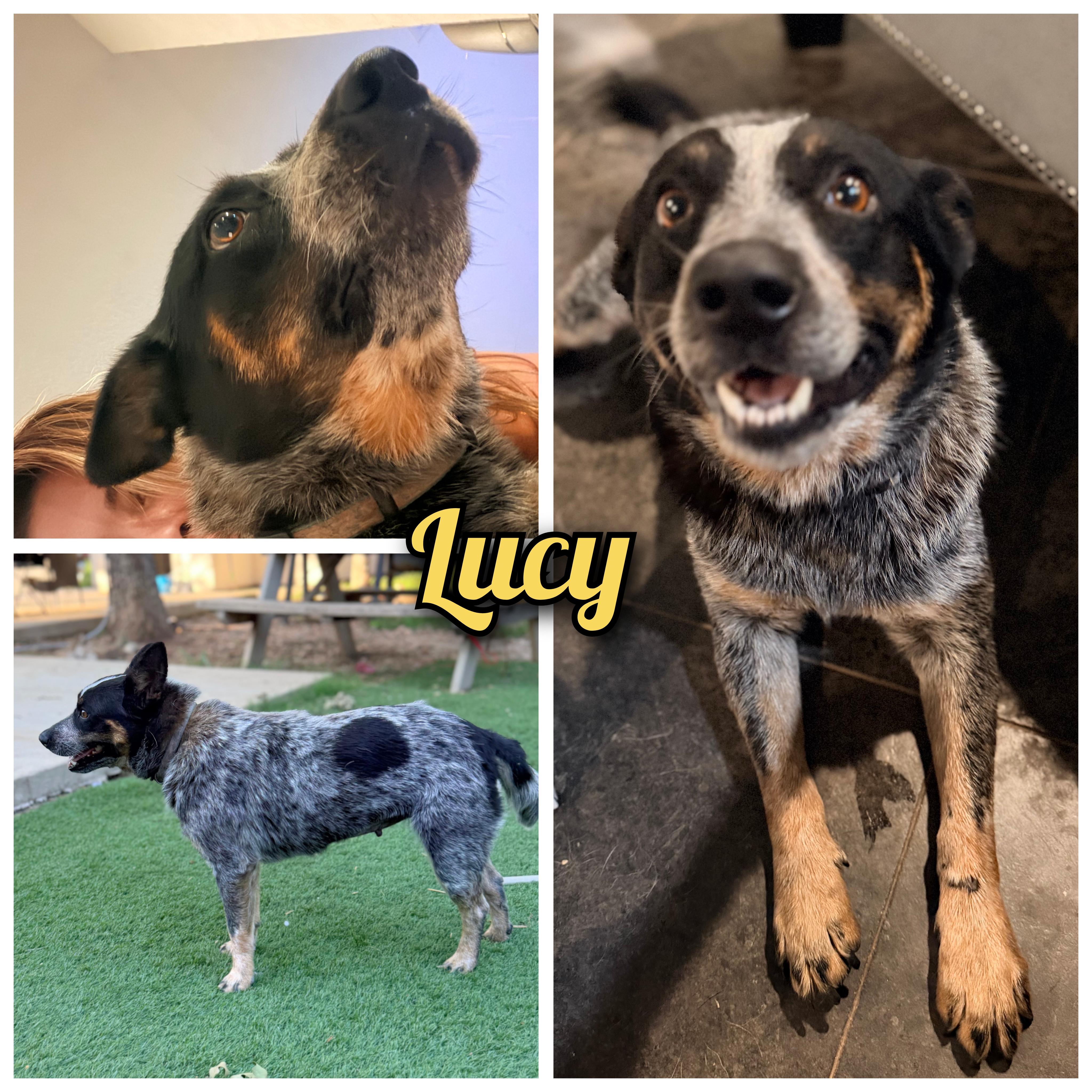 Lucy, an adopted Australian Cattle Dog / Blue Heeler in Oklahoma City, OK image 1/6