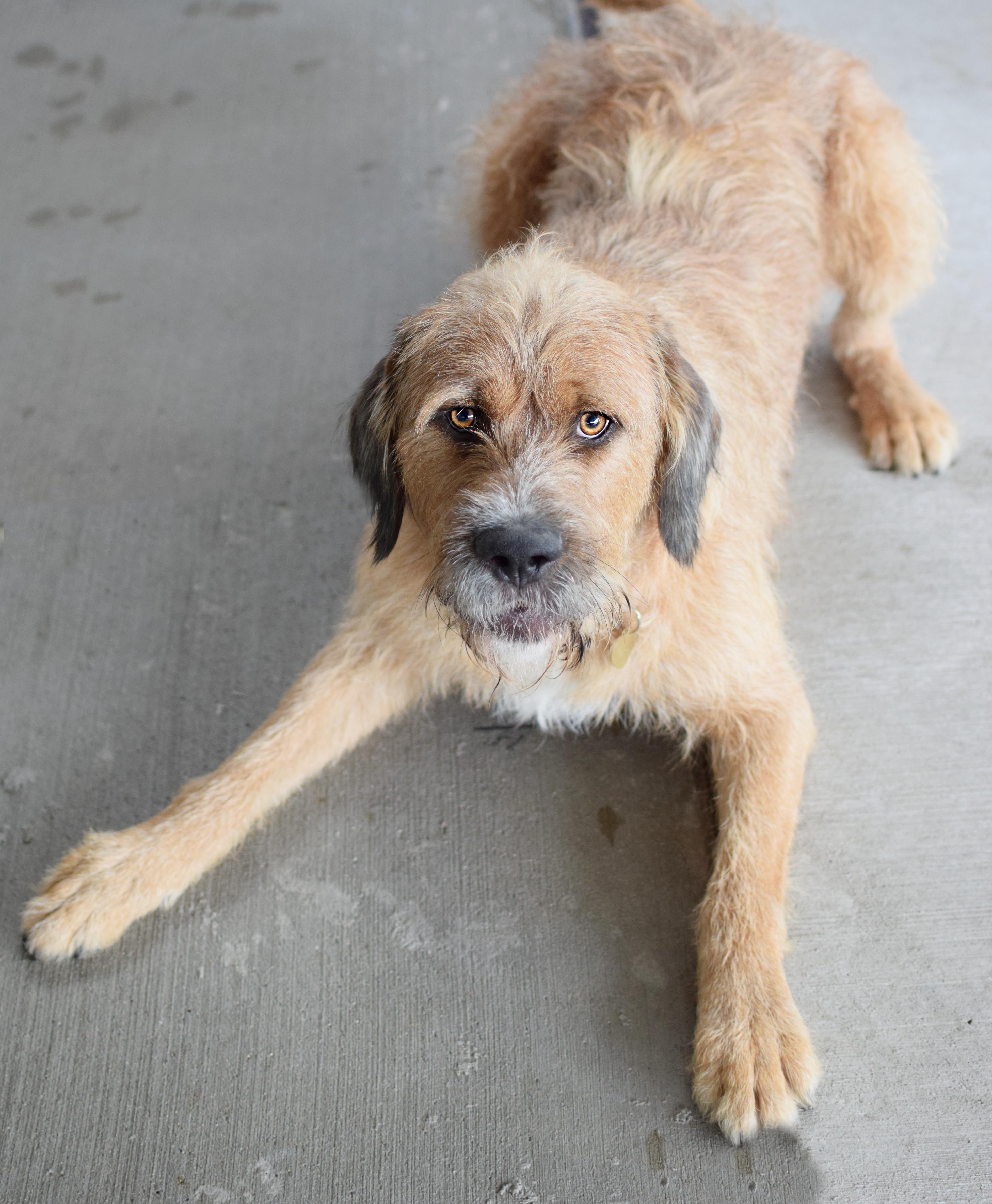 Tito, Adoptable, Adult Male Retriever & Standard Poodle.