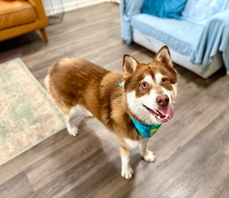 Harley Cuddle Bear — thumbnail 3