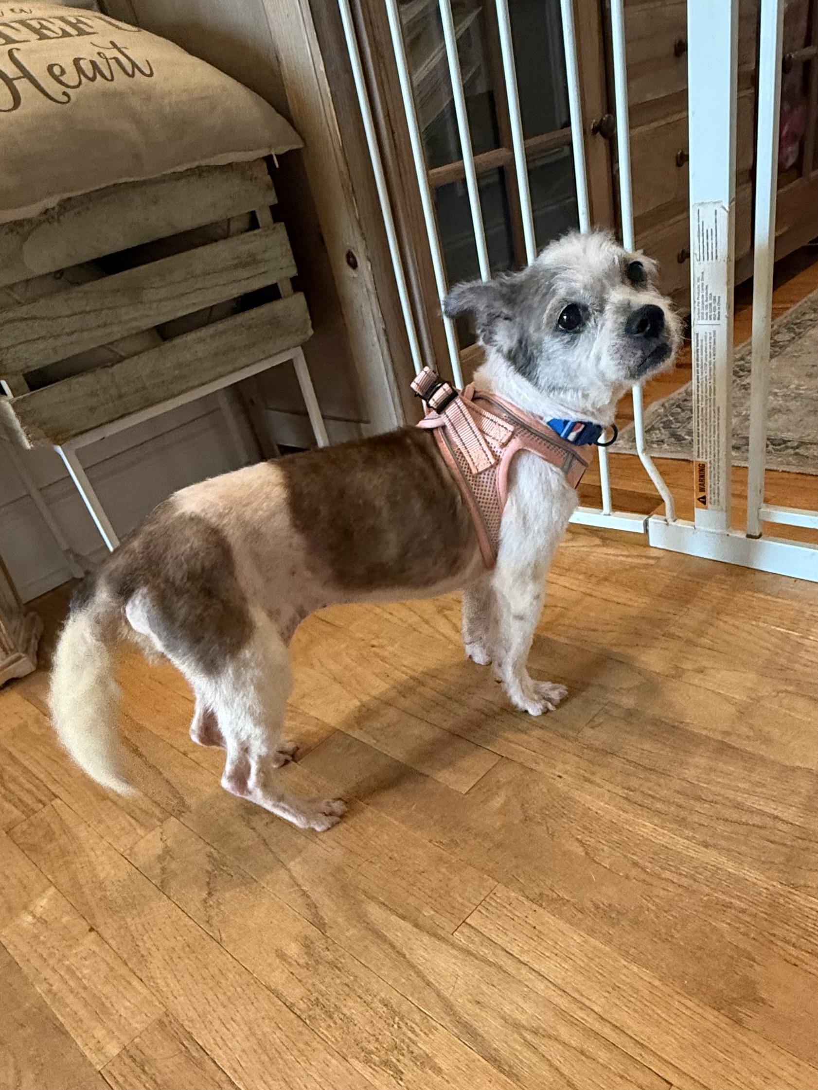 Maggie Mae, Senior Female unknown