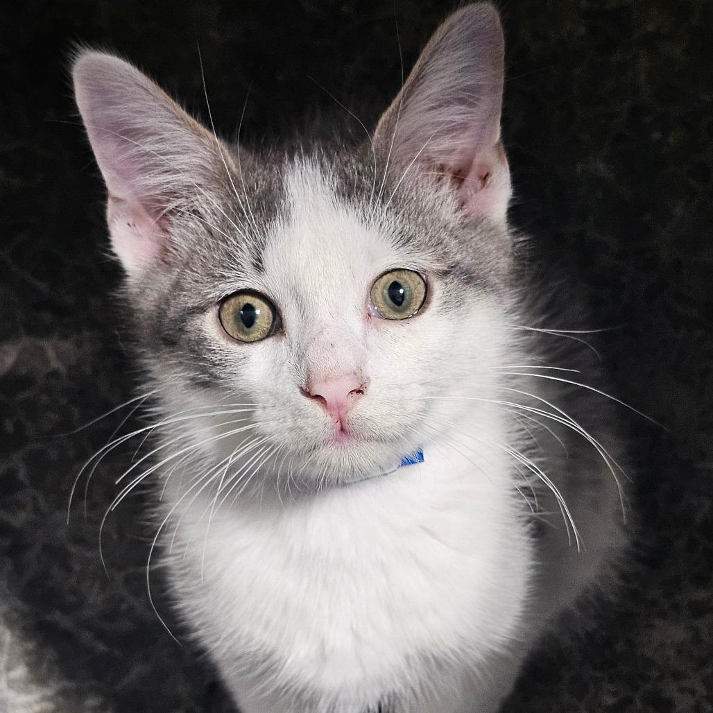 Big Bopper, Adoptable, Kitten Male Domestic Short Hair.
