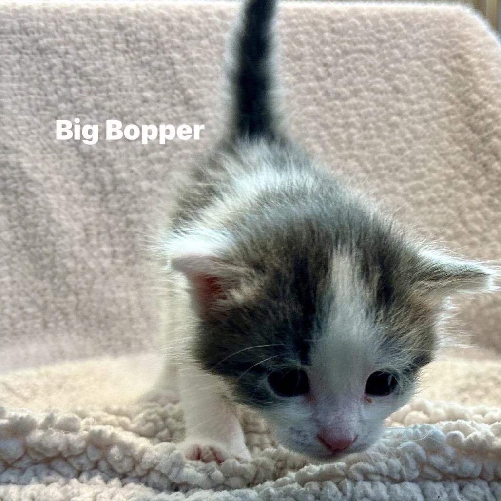 Big Bopper, a Adoptable Domestic Short Hair in Corydon, IN image 3/3