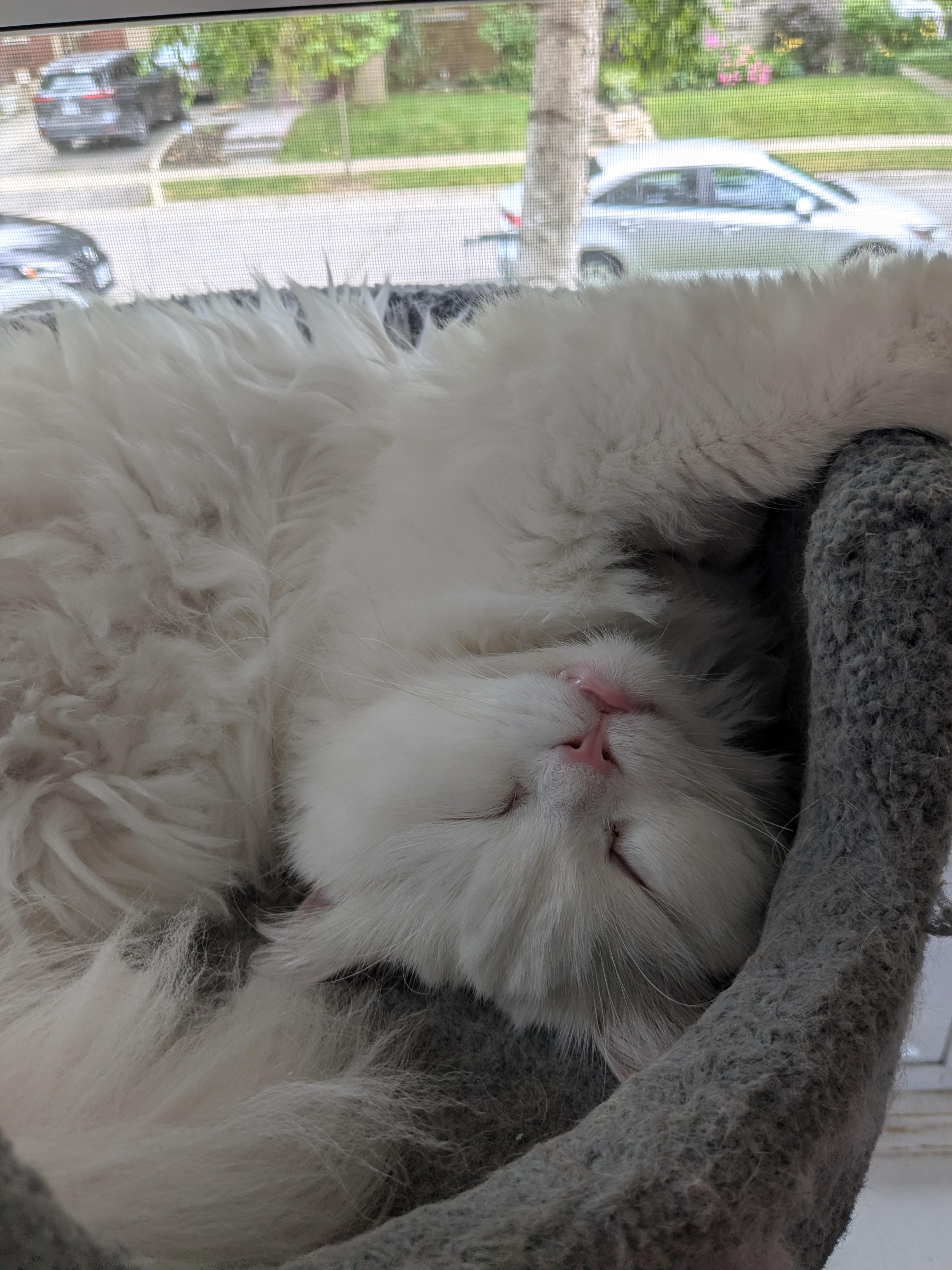Zus (Marshmallow)