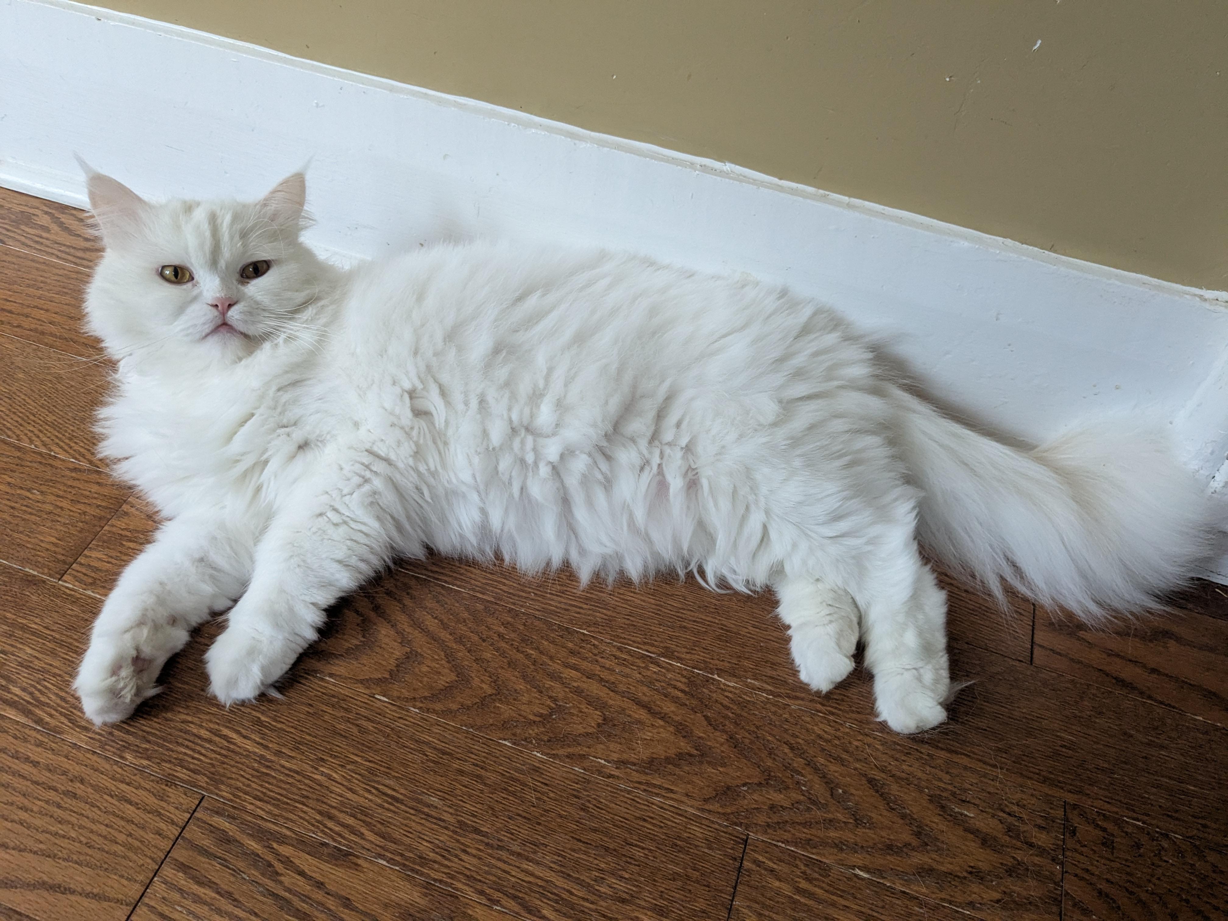 Zus (Marshmallow)