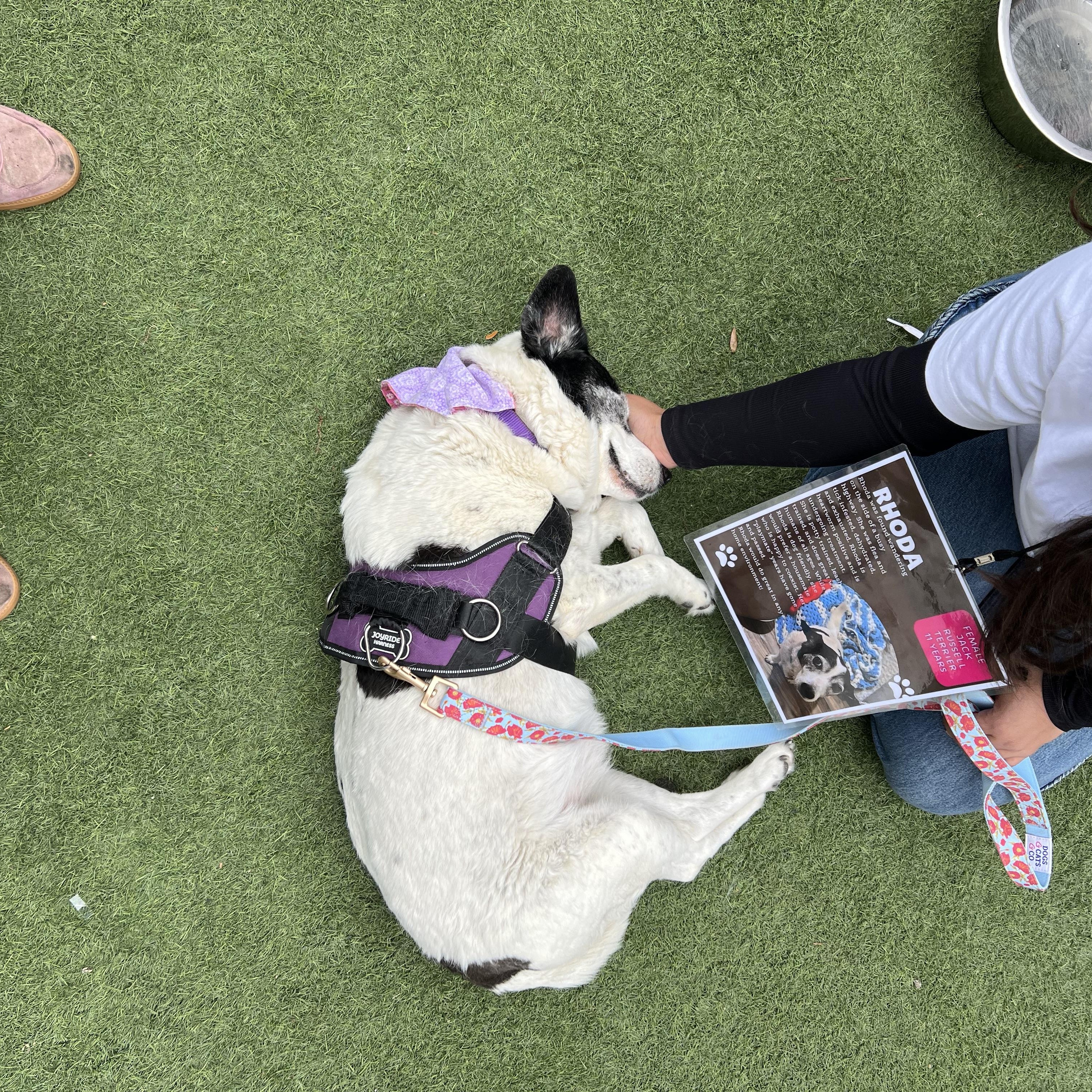 Rhoda, a ADOPTABLE mixed breed in San Antonio, TX image 4/4