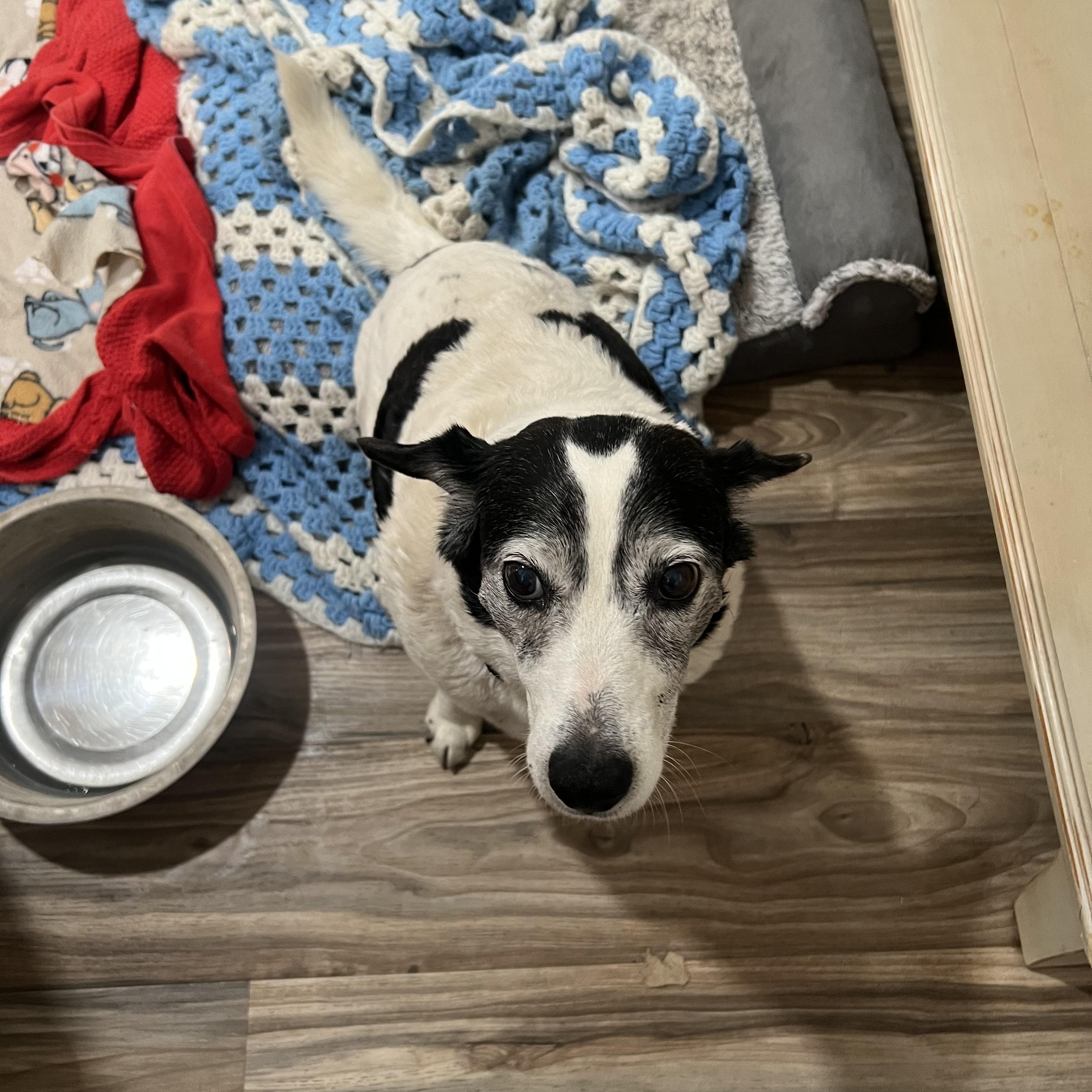 Enlarge Rhoda, a ADOPTABLE mixed breed in San Antonio, TX image 3/3