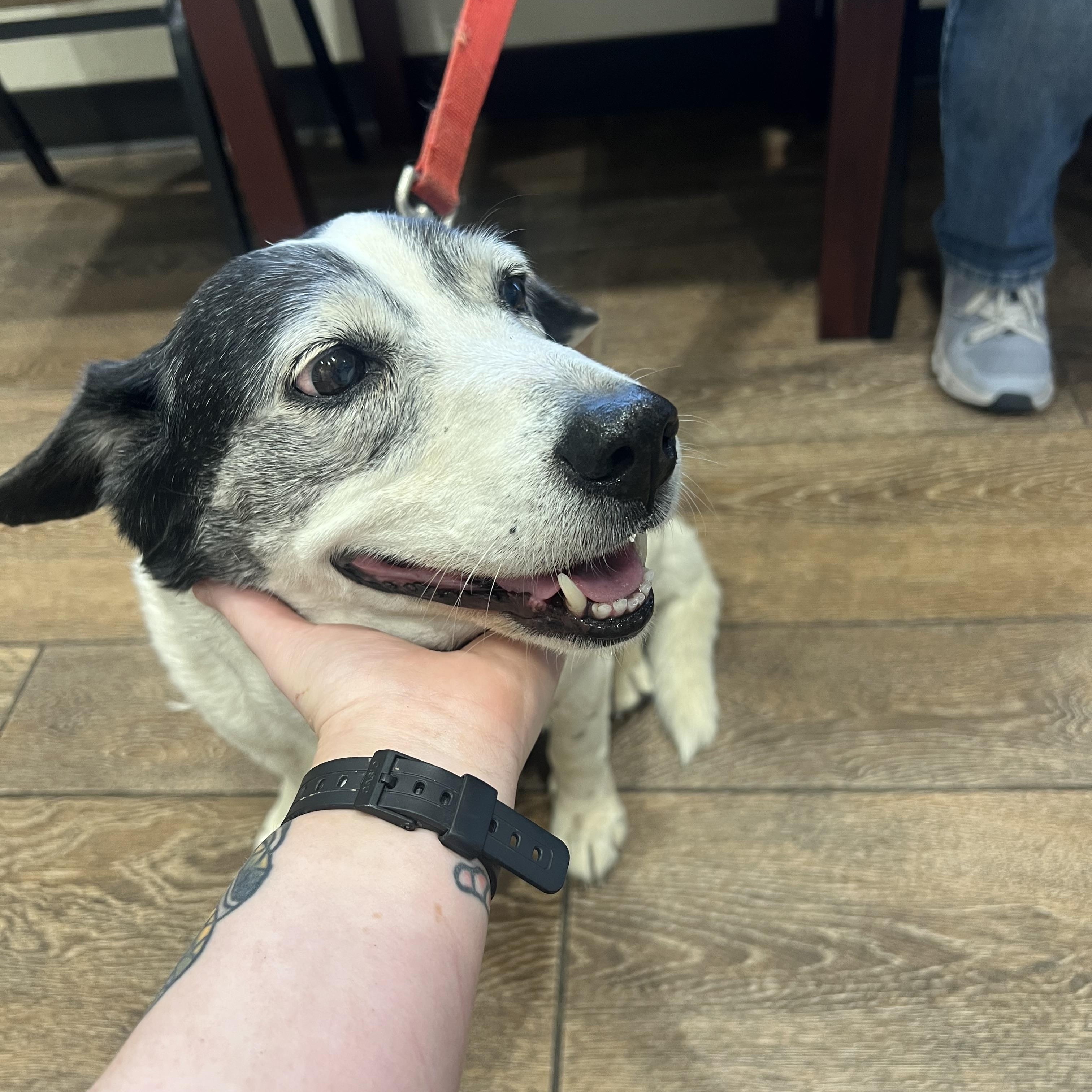Enlarge Rhoda, a ADOPTABLE mixed breed in San Antonio, TX image 2/3