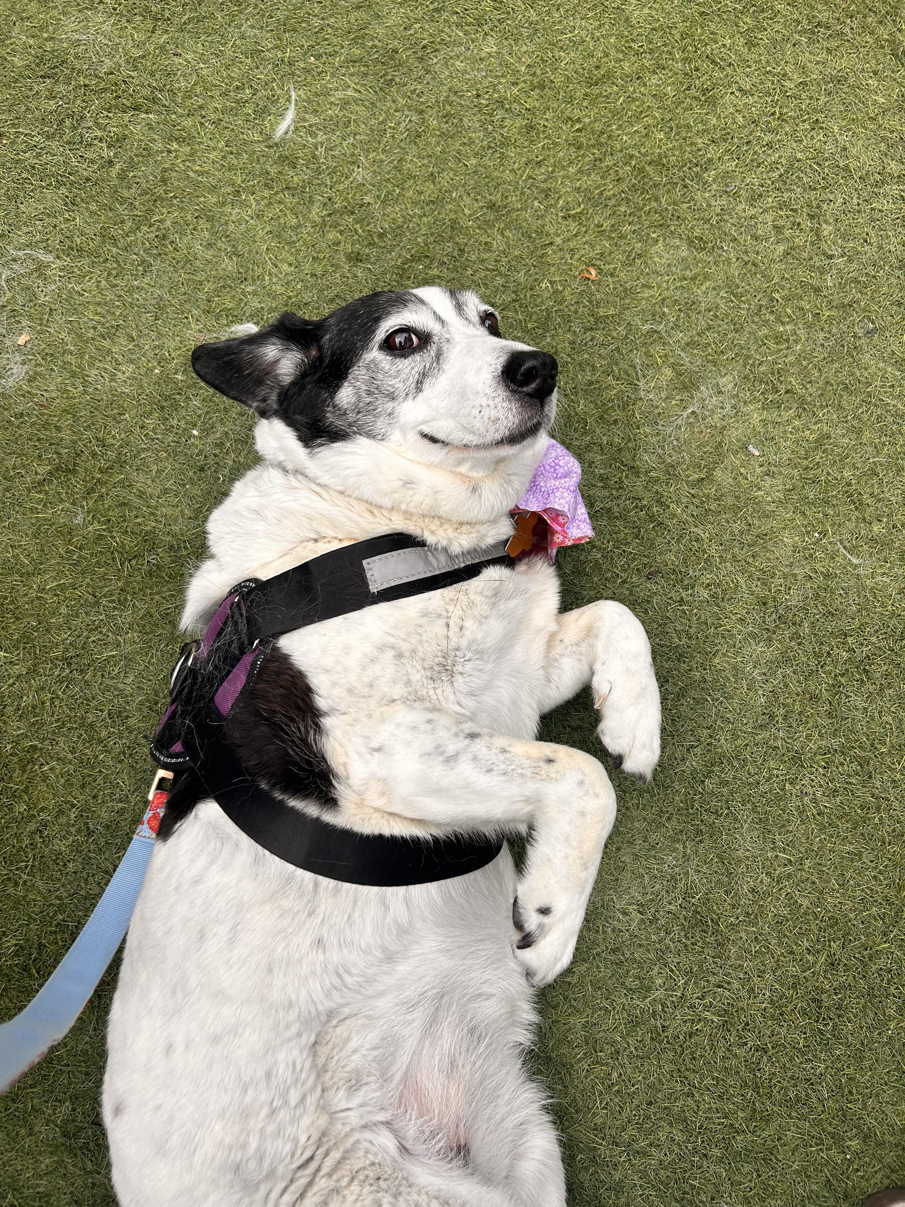 Rhoda, ADOPTABLE, Senior Female Jack Russell Terrier & Terrier.