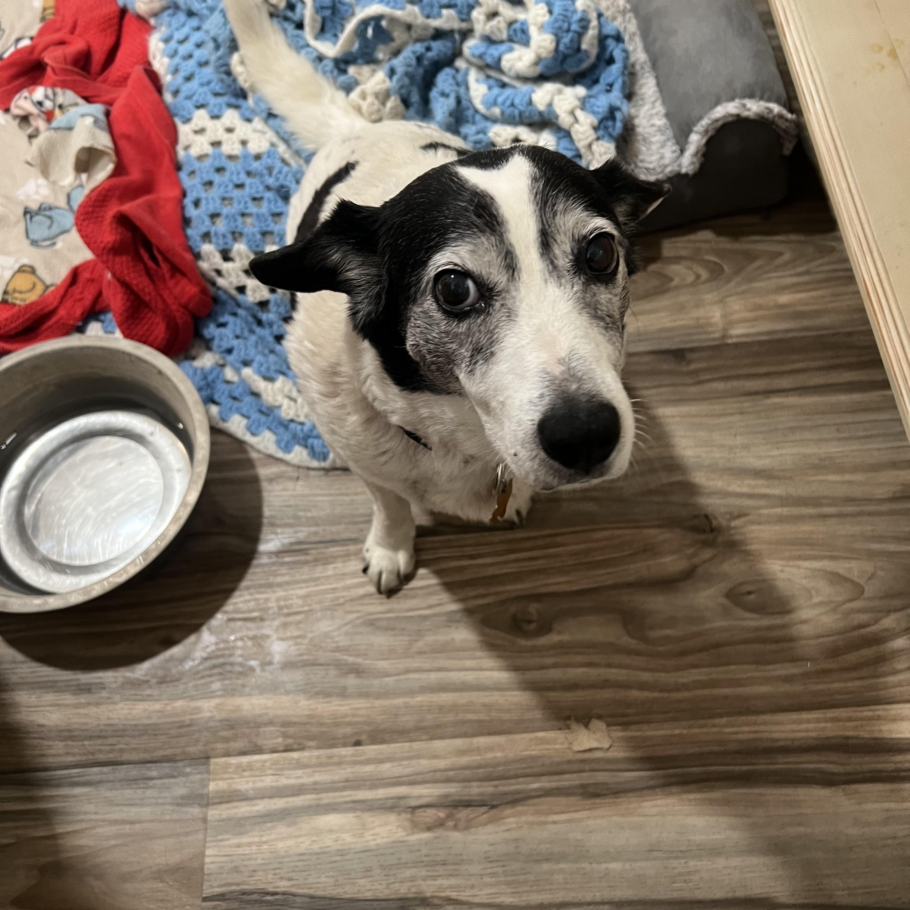 Rhoda, ADOPTABLE, Senior Female Jack Russell Terrier & Terrier.