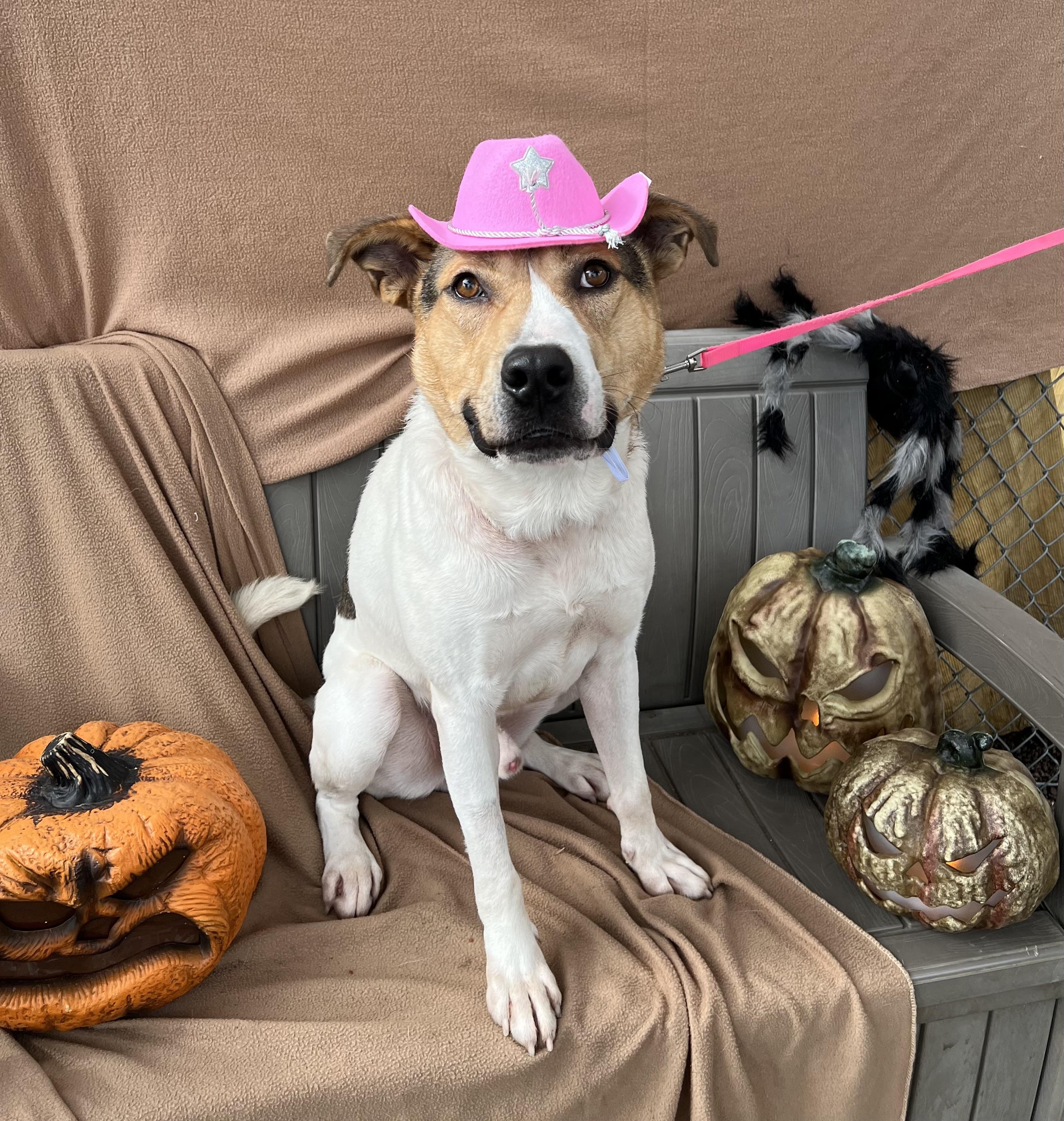Barbossa, an adoptable Pit Bull Terrier, Labrador Retriever in Phoenix, OR, 97535 | Photo Image 5