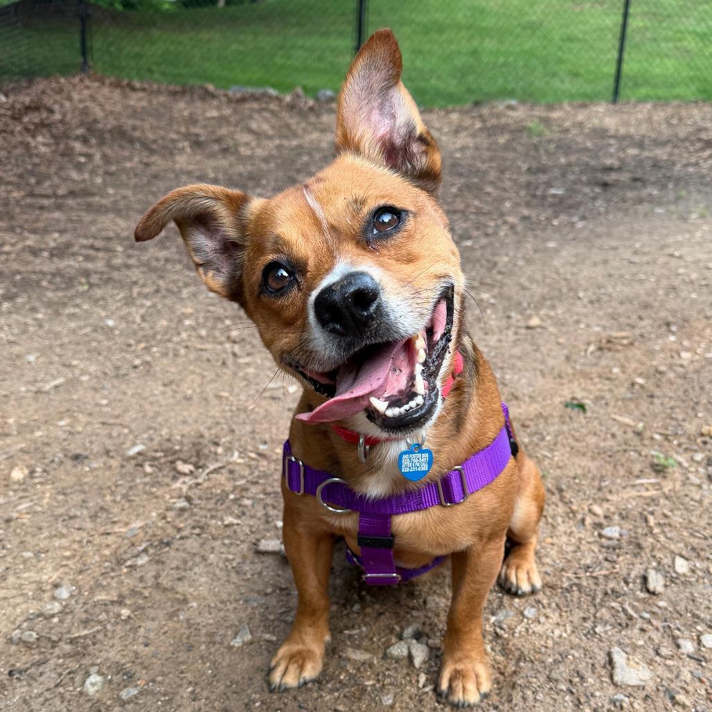 Hank, a Adoptable Mixed Breed in Asheville, NC image 1/6