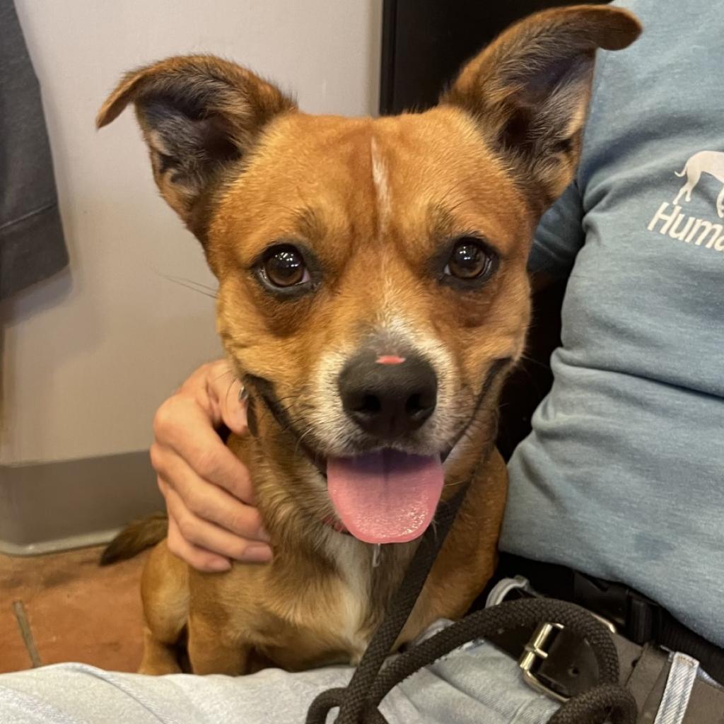 Hank, a Adoptable Mixed Breed in Asheville, NC image 2/6