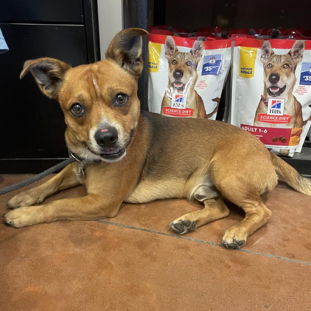 Hank, a Adoptable Mixed Breed in Asheville, NC image 3/6