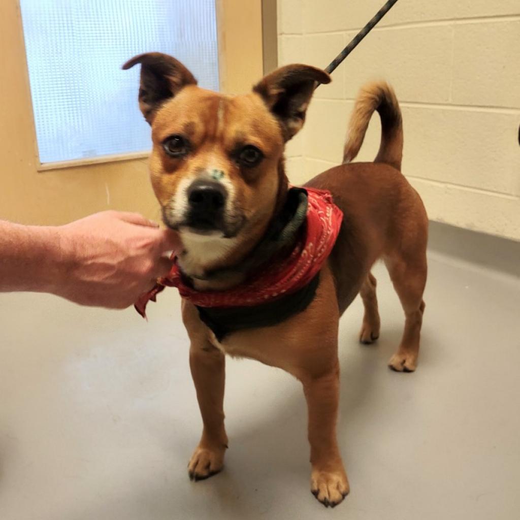 Hank, a Adoptable Mixed Breed in Asheville, NC image 4/6