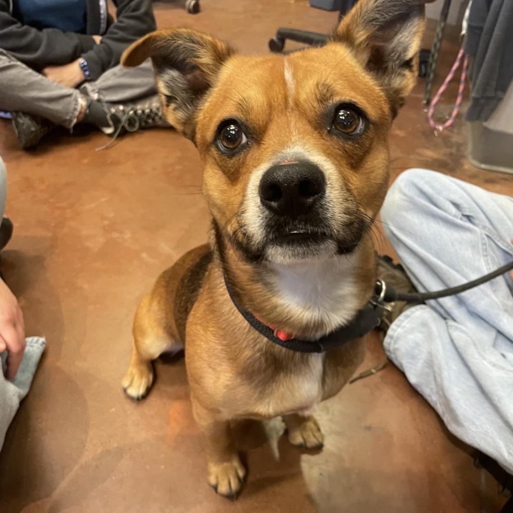 Hank, a Adoptable Mixed Breed in Asheville, NC image 5/6