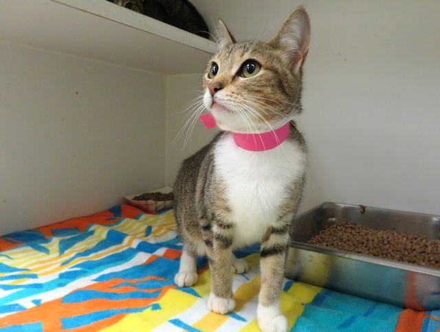 Enlarge BABY, a Adoptable Domestic Short Hair in Oklahoma City, OK image 1/1