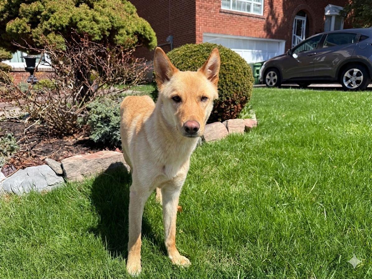 Buddy, ADOPTABLE, Young Male Mixed Breed.