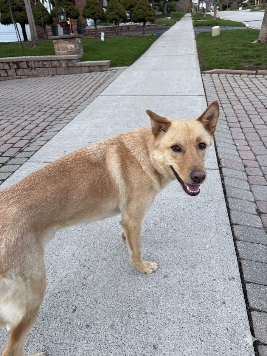 Enlarge Buddy, a ADOPTABLE Mixed Breed in Markham, ON image 5/6